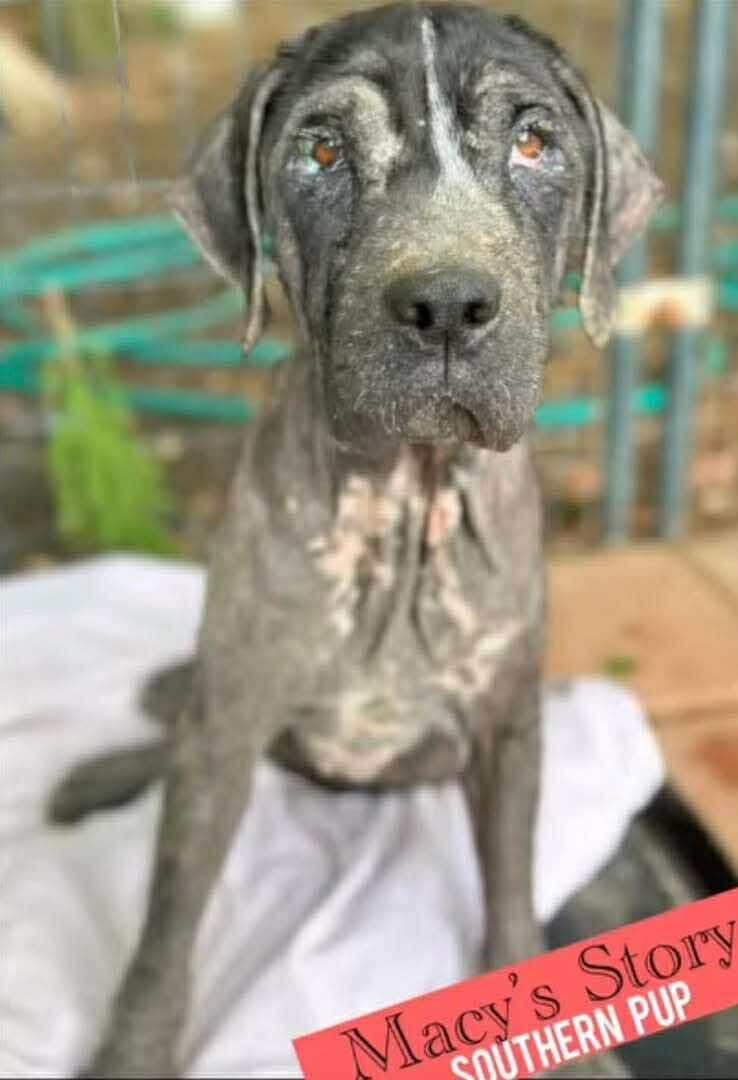 Macy, a Adoptable mixed breed in Brooks, ME image 5/5