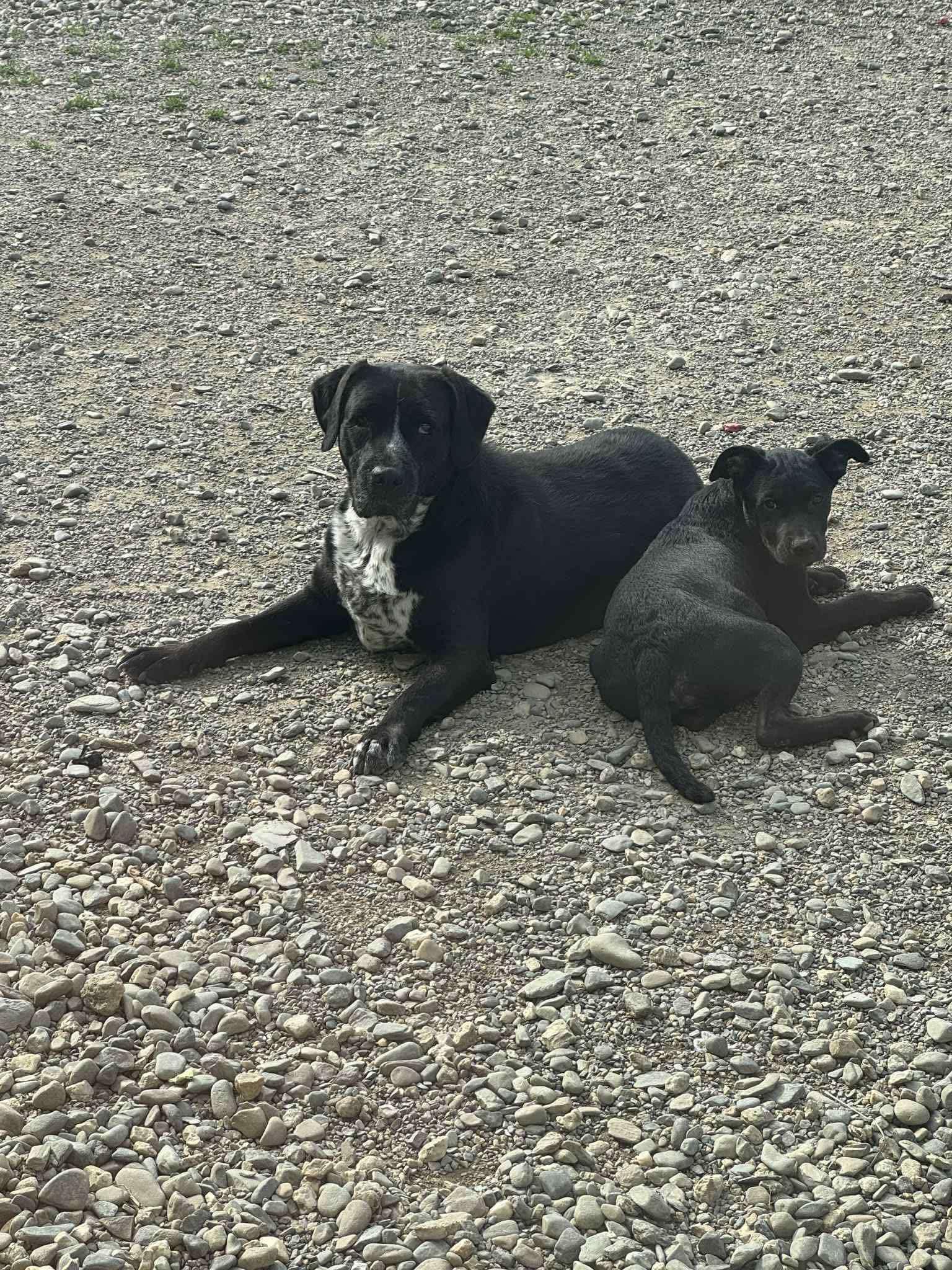 Macy, a Adoptable mixed breed in Brooks, ME image 3/5