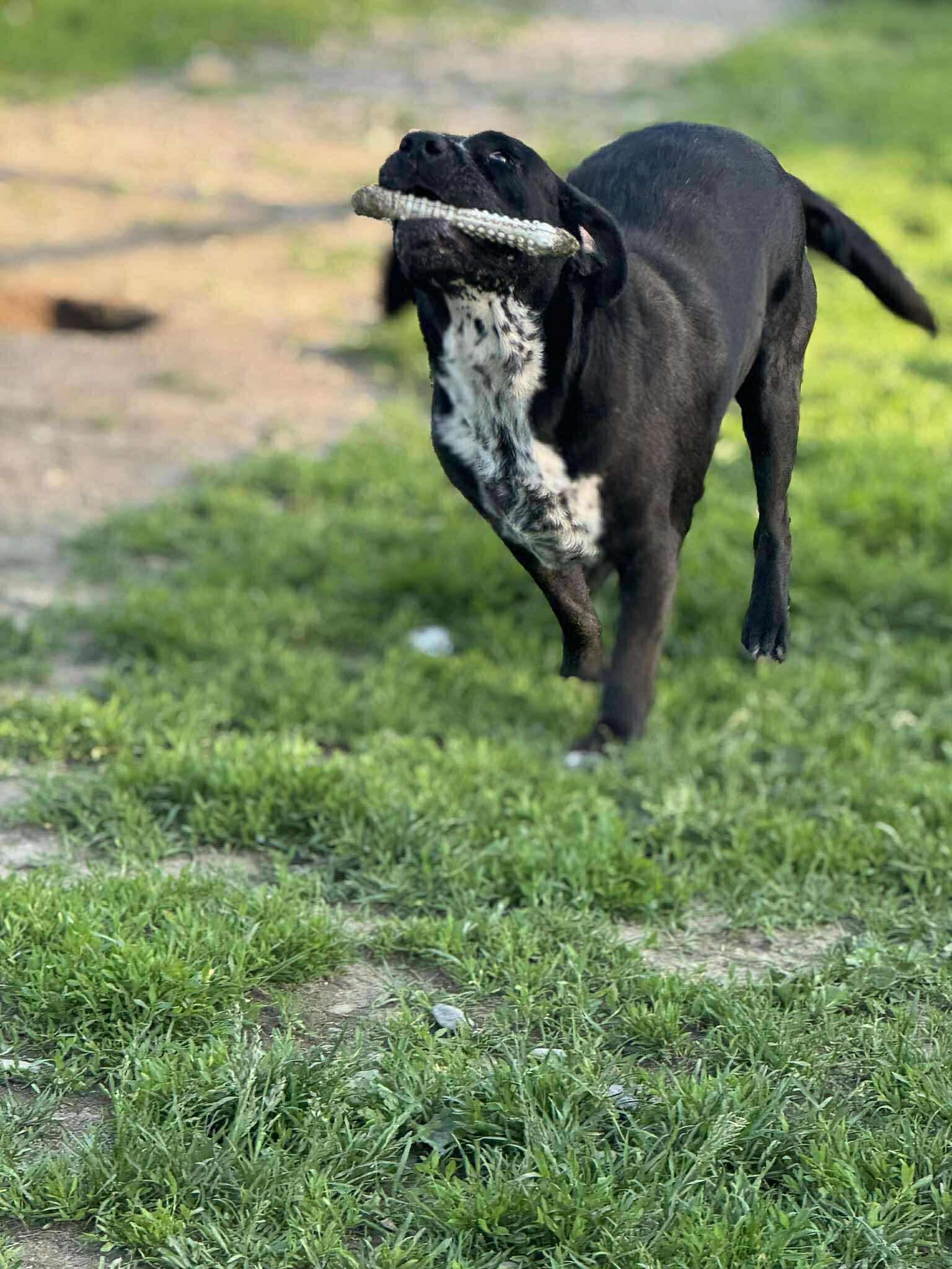 Macy, a Adoptable mixed breed in Brooks, ME image 4/5