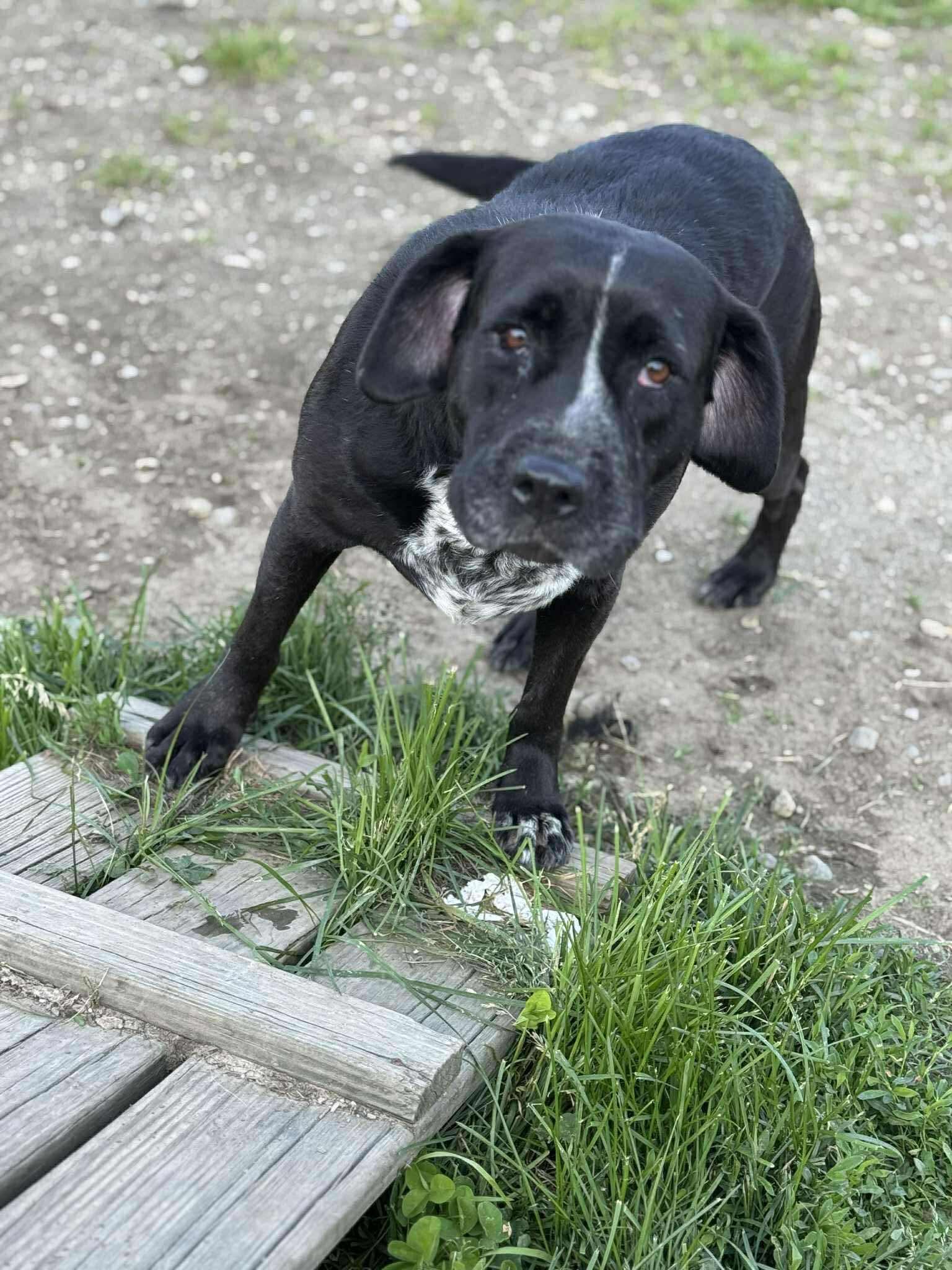 Macy, a Adoptable mixed breed in Brooks, ME image 2/5