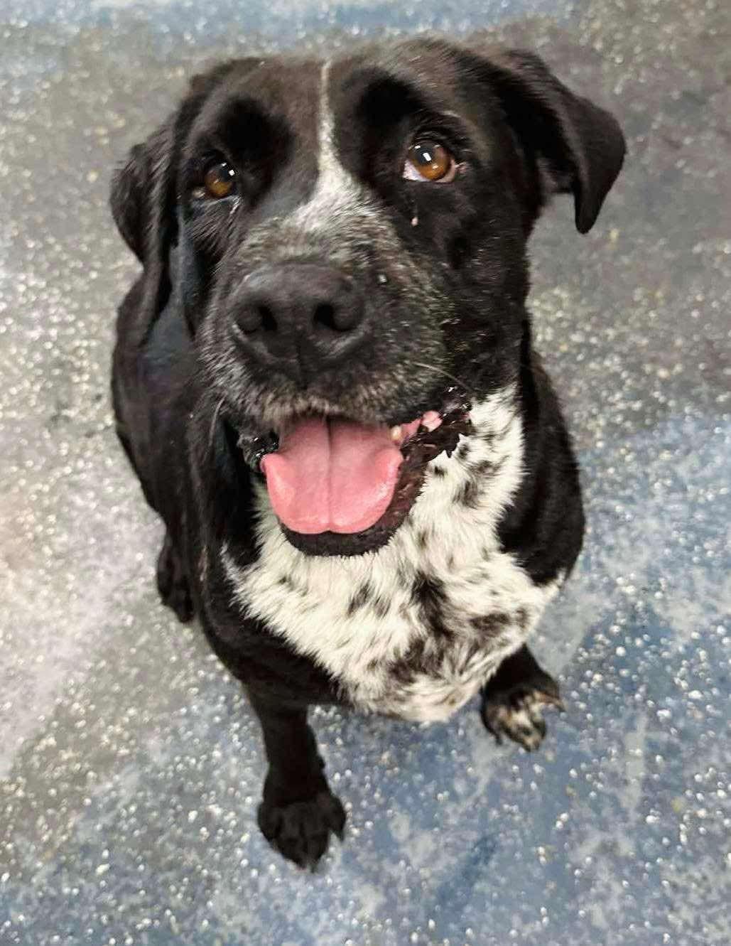 Macy, a Adoptable mixed breed in Brooks, ME image 1/5