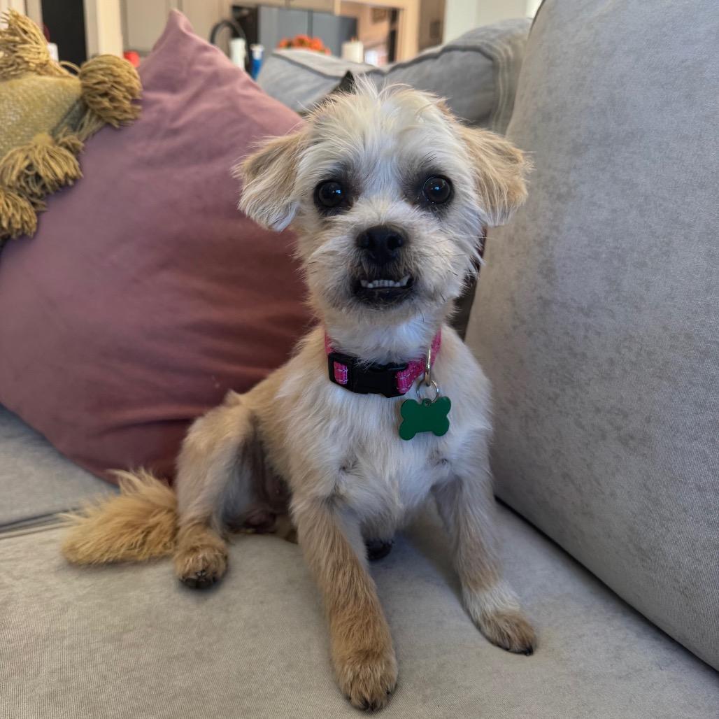 Enlarge Mitzi, a Adoptable mixed breed in Missouri City, TX image 1/1