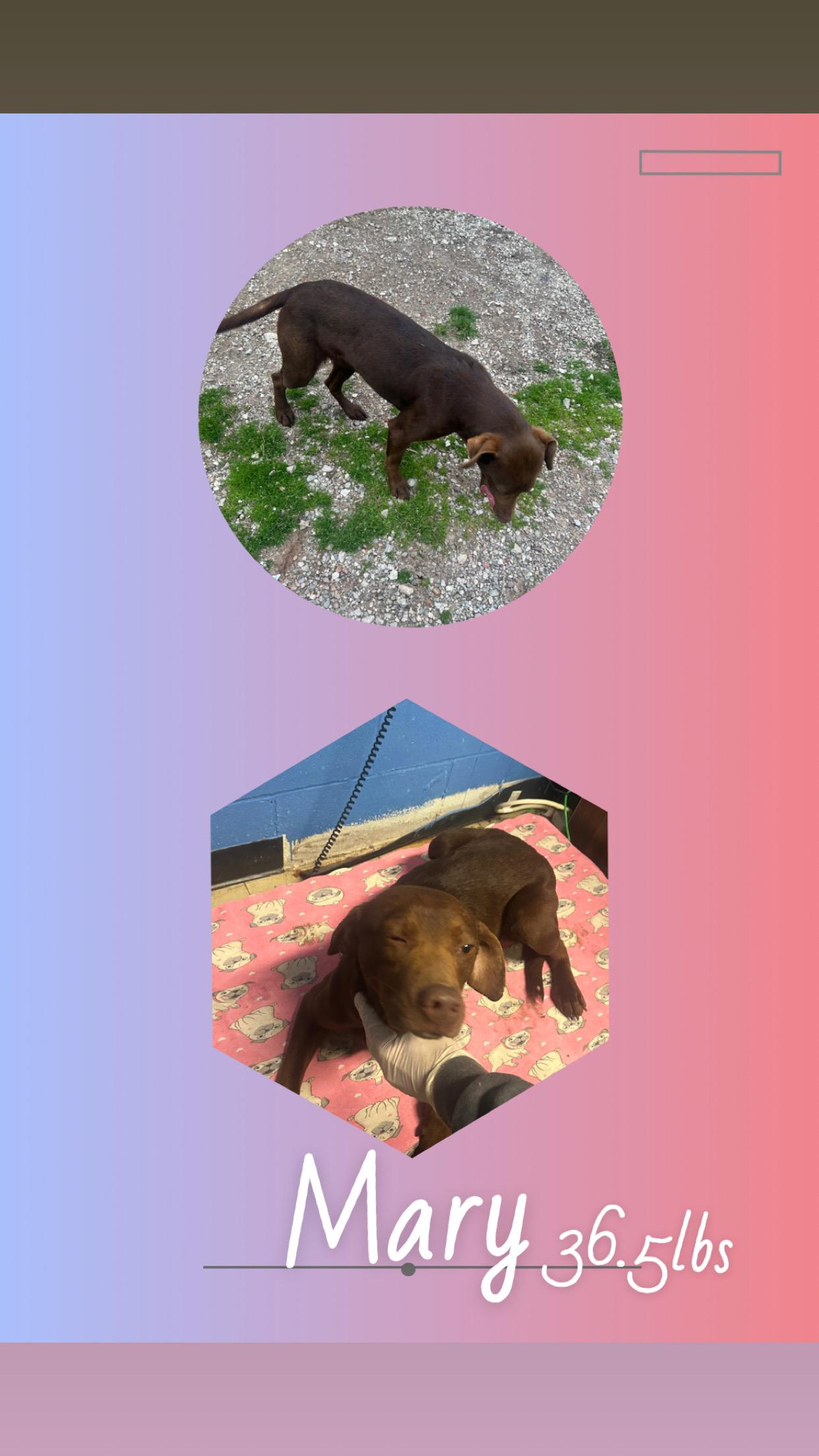 Mary, ADOPTABLE, Young Female Labrador Retriever & Beagle.