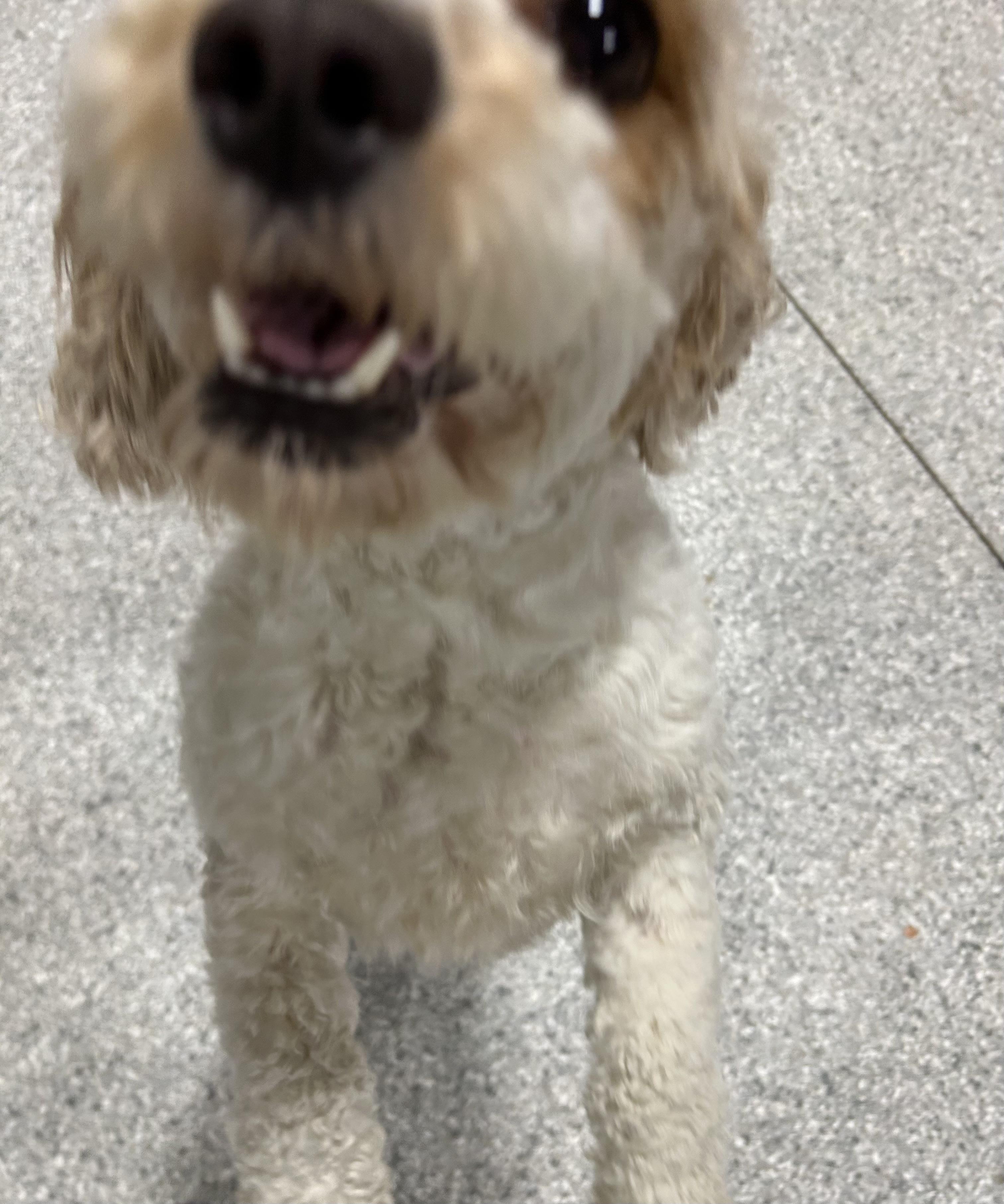 Poppy!  Lbs thumbnail 2