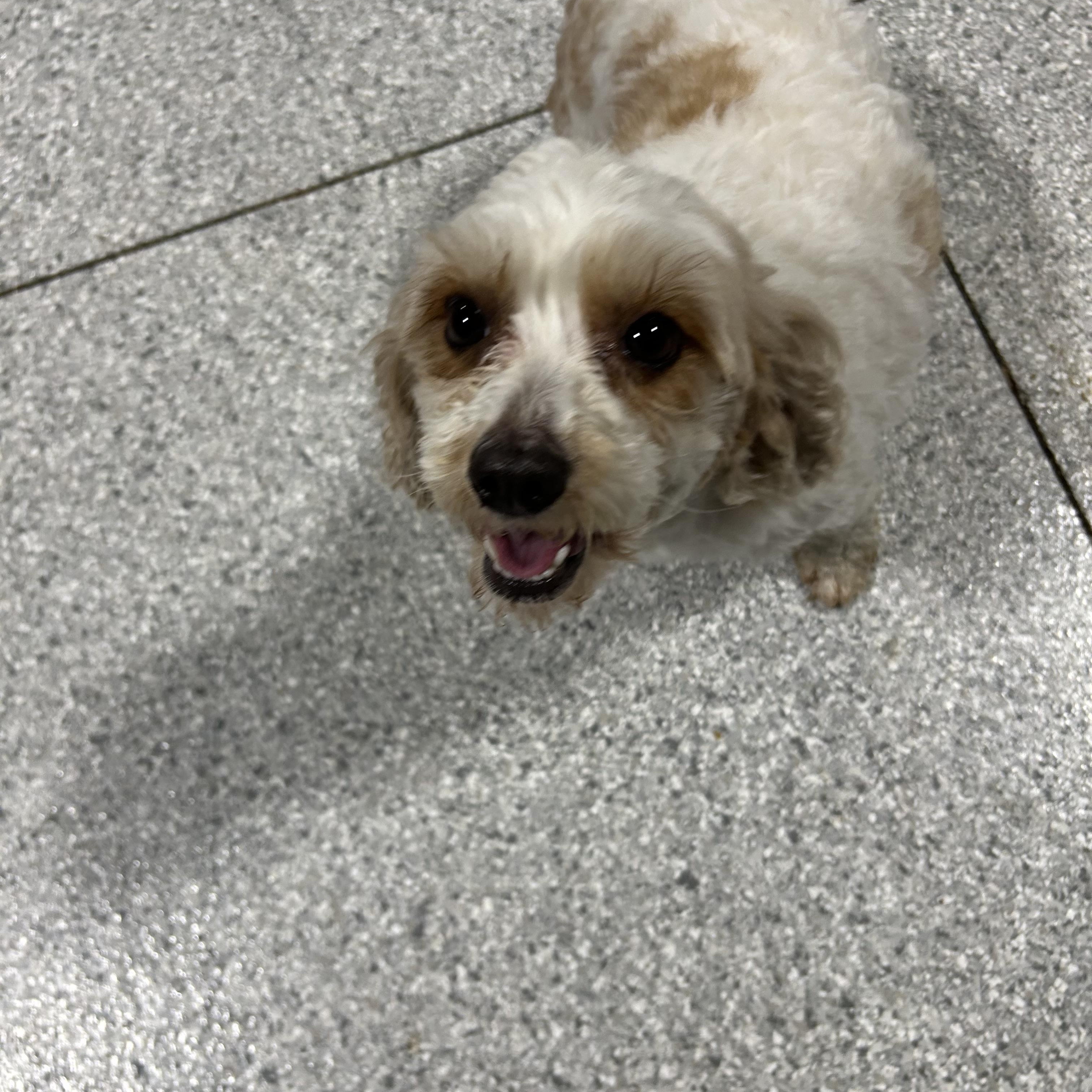 Poppy!  Lbs thumbnail 3