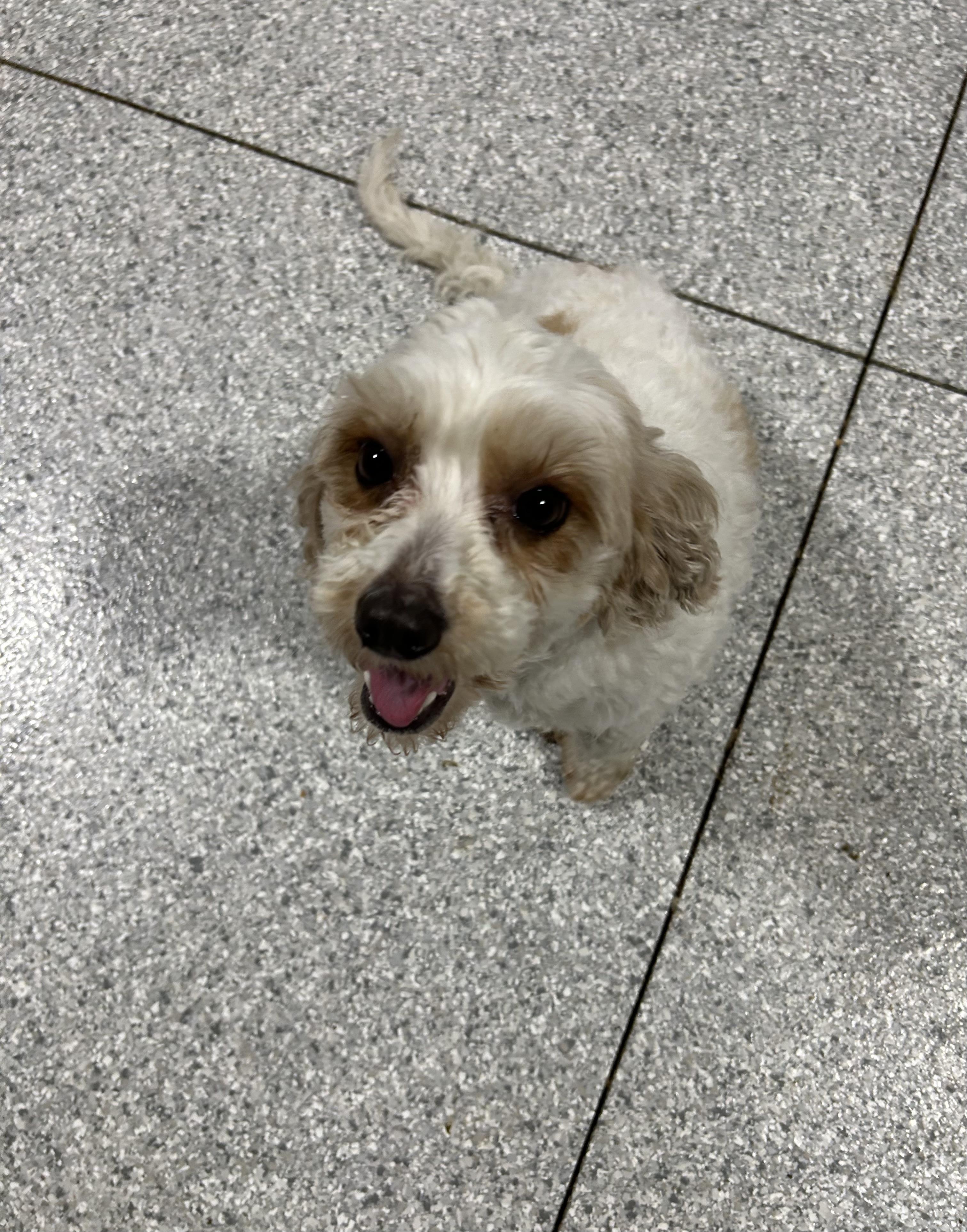 Poppy!  Lbs thumbnail 4