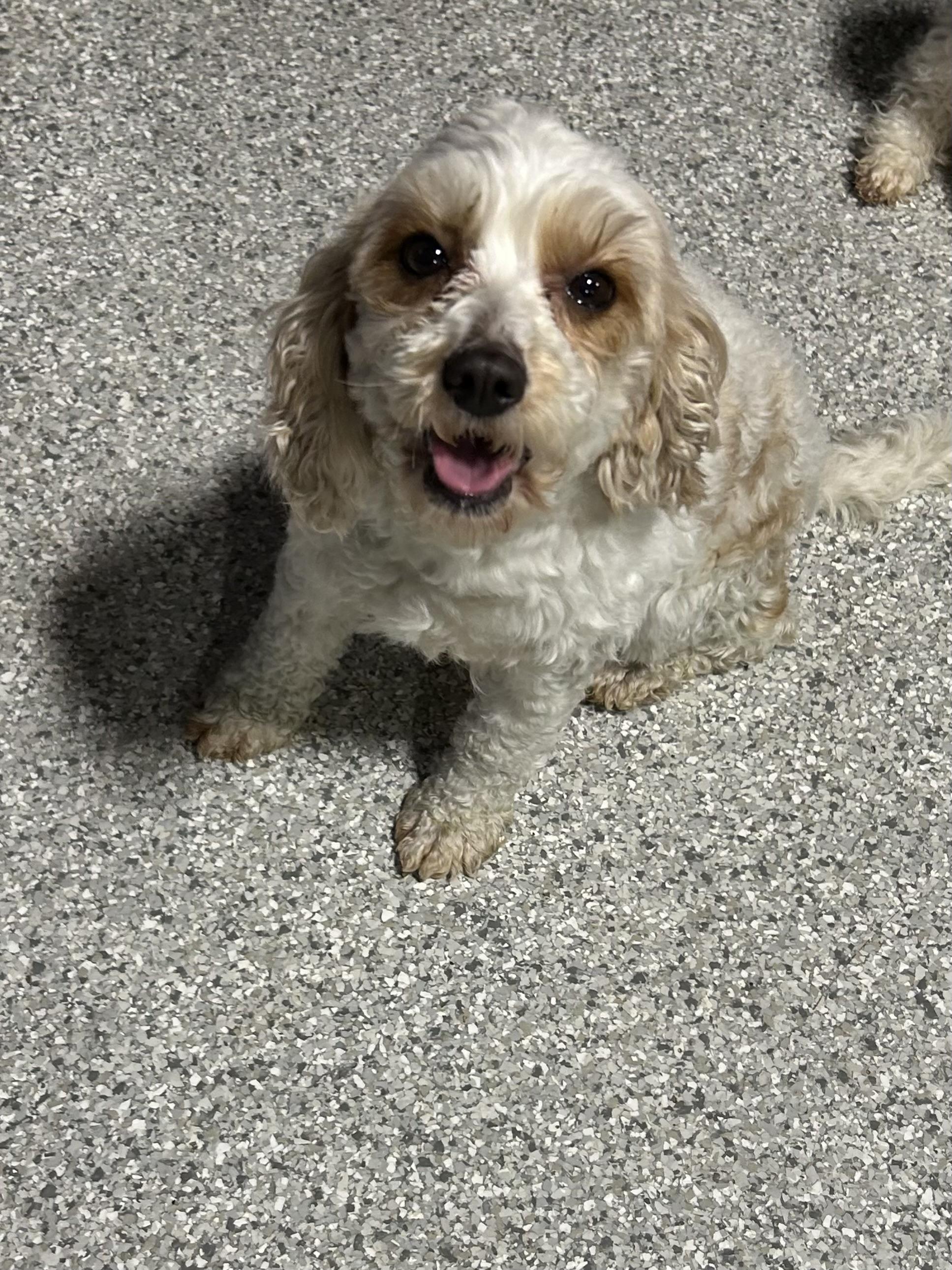 Poppy!  Lbs thumbnail 5