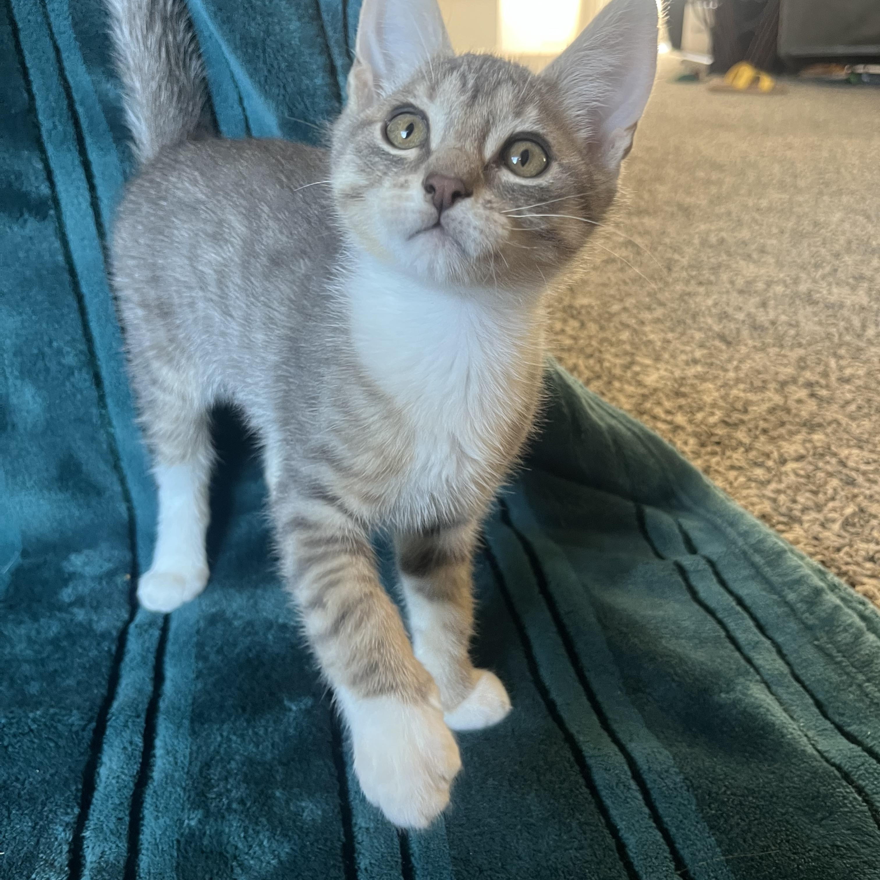 Verso, ADOPTABLE, Kitten Male Domestic Medium Hair.