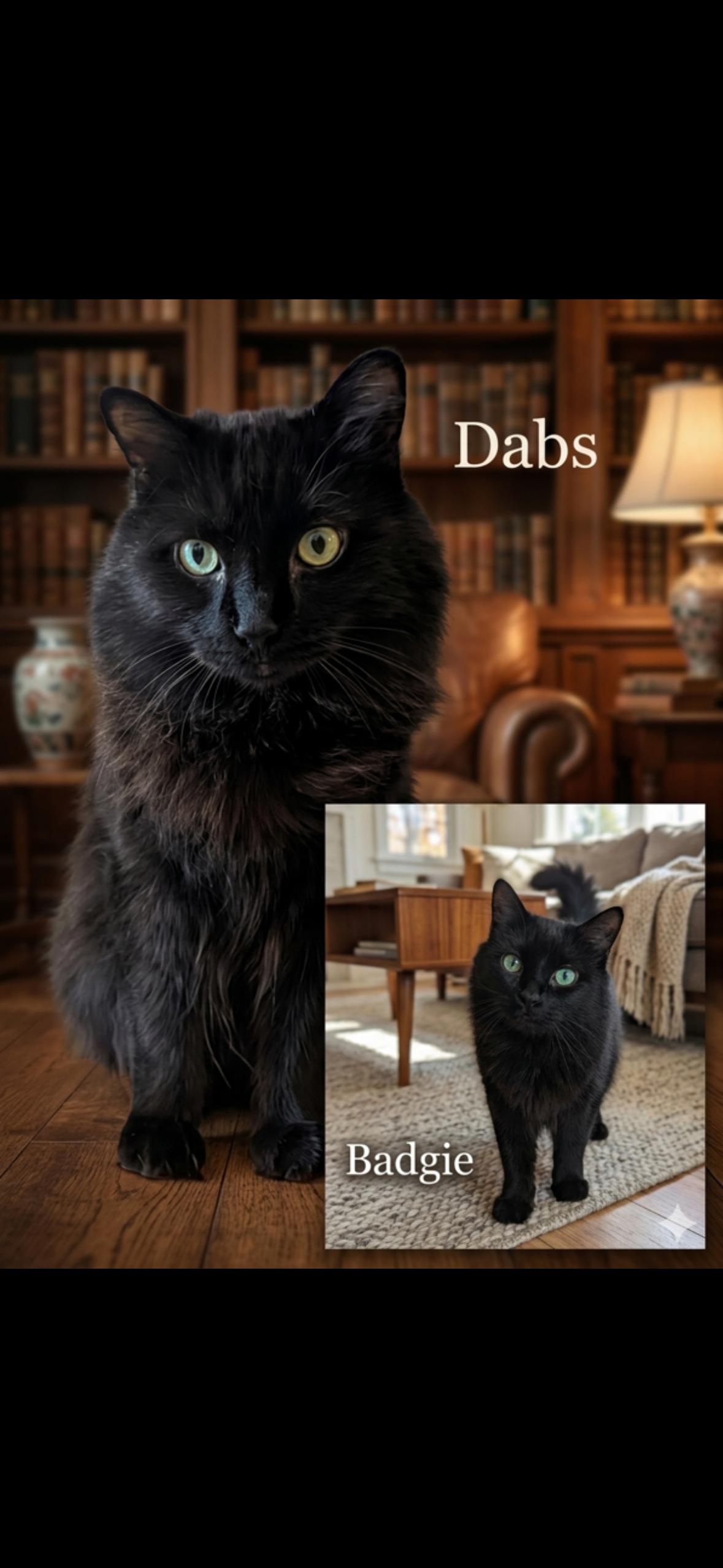 Dabs & Badgie, ADOPTABLE, Senior Male Domestic Medium Hair.