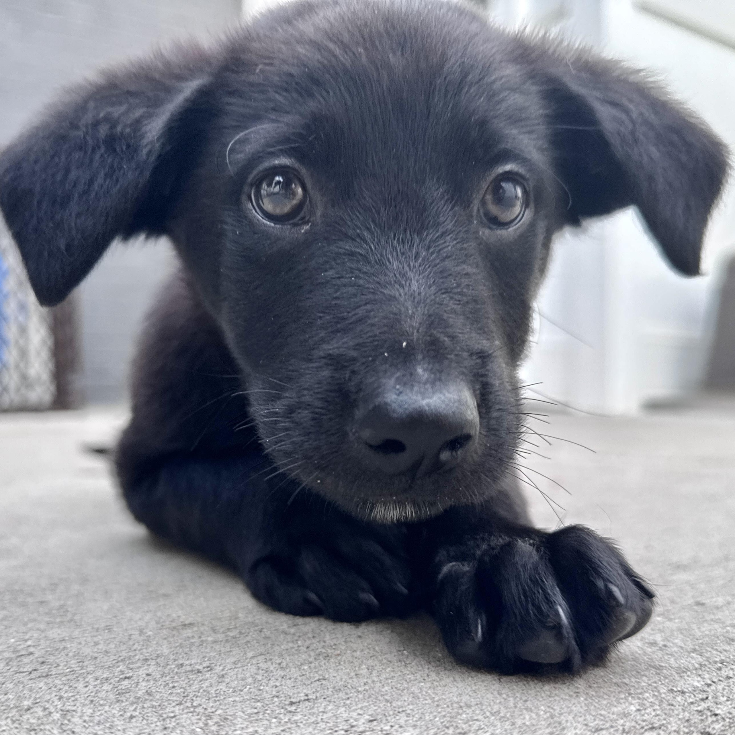 Munchkin, an adoptable mixed breed in Palatine, IL image 3/6