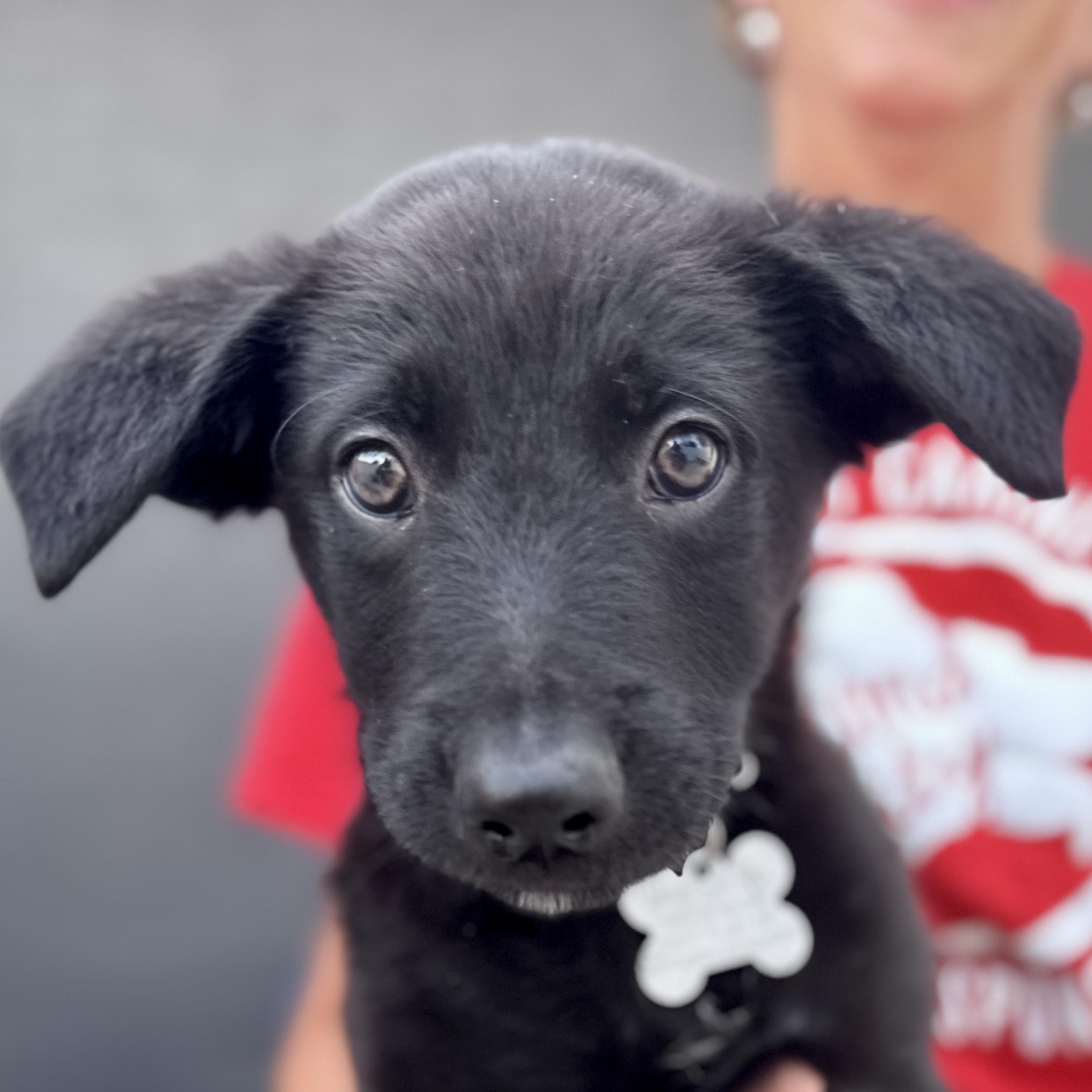 Munchkin, adoptable, Puppy Male Retriever & Mixed Breed.