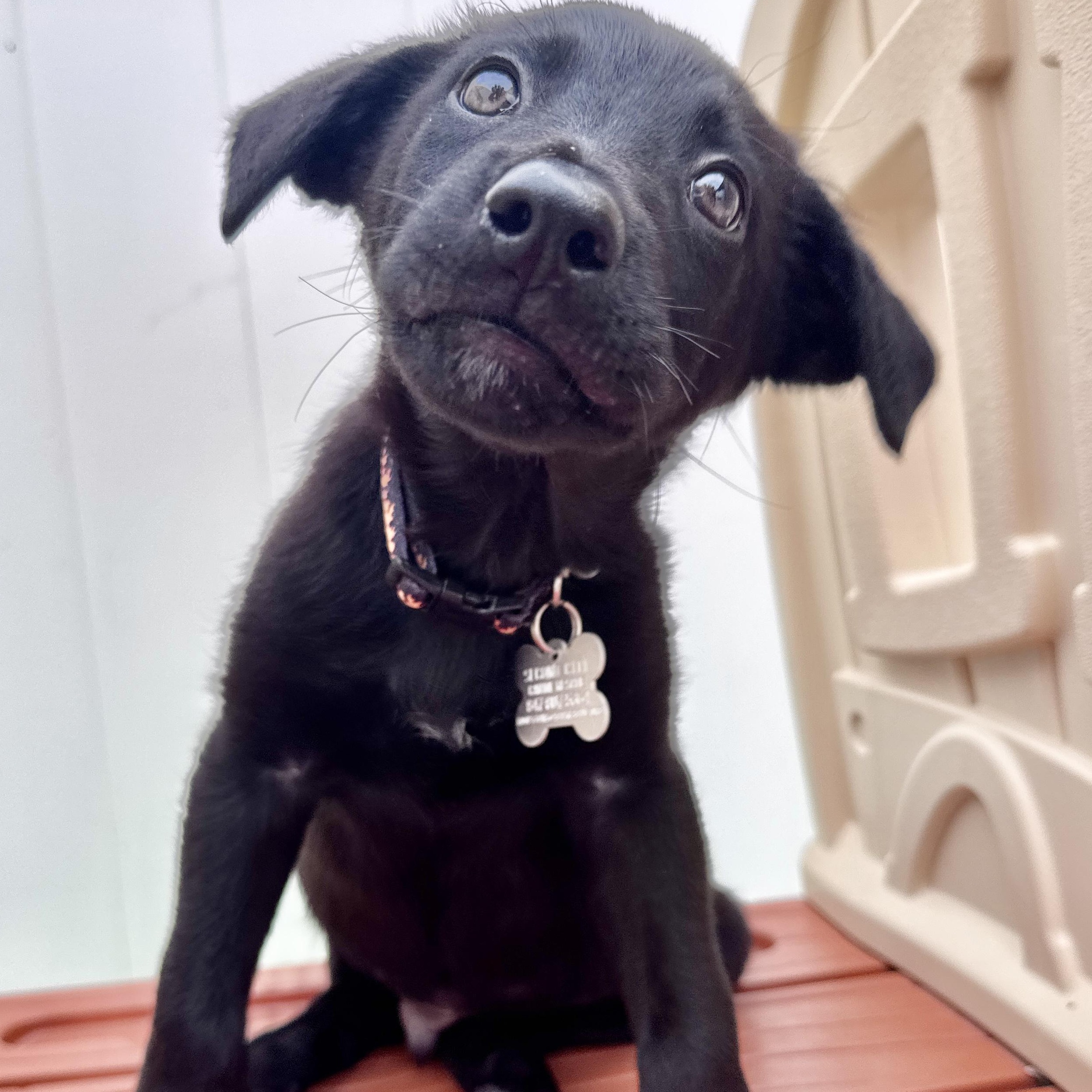 Munchkin, an adoptable mixed breed in Palatine, IL image 5/6