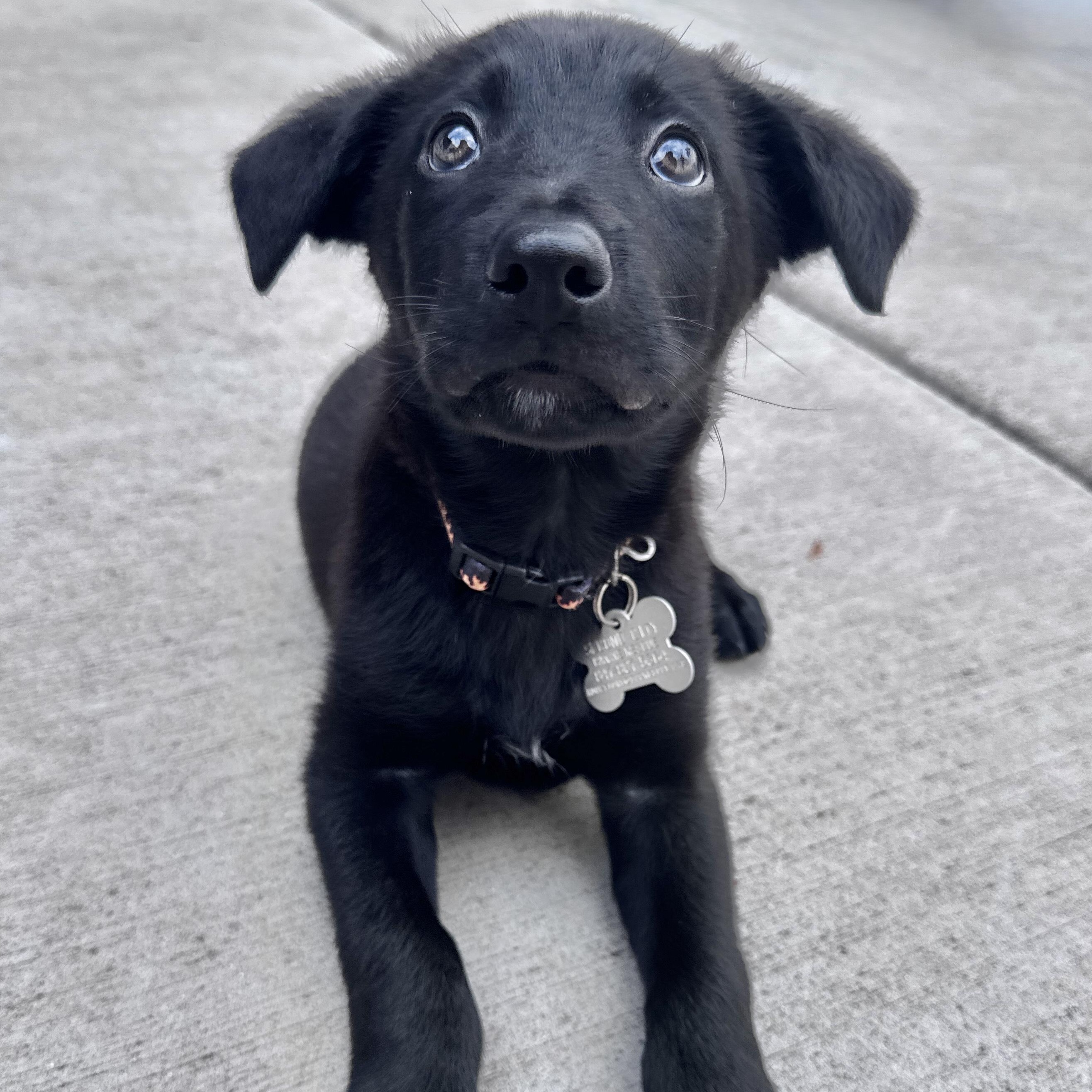 Munchkin, an adoptable mixed breed in Palatine, IL image 4/6