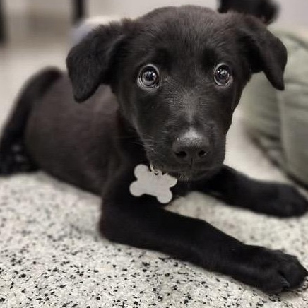 Munchkin, an adoptable mixed breed in Palatine, IL image 6/6