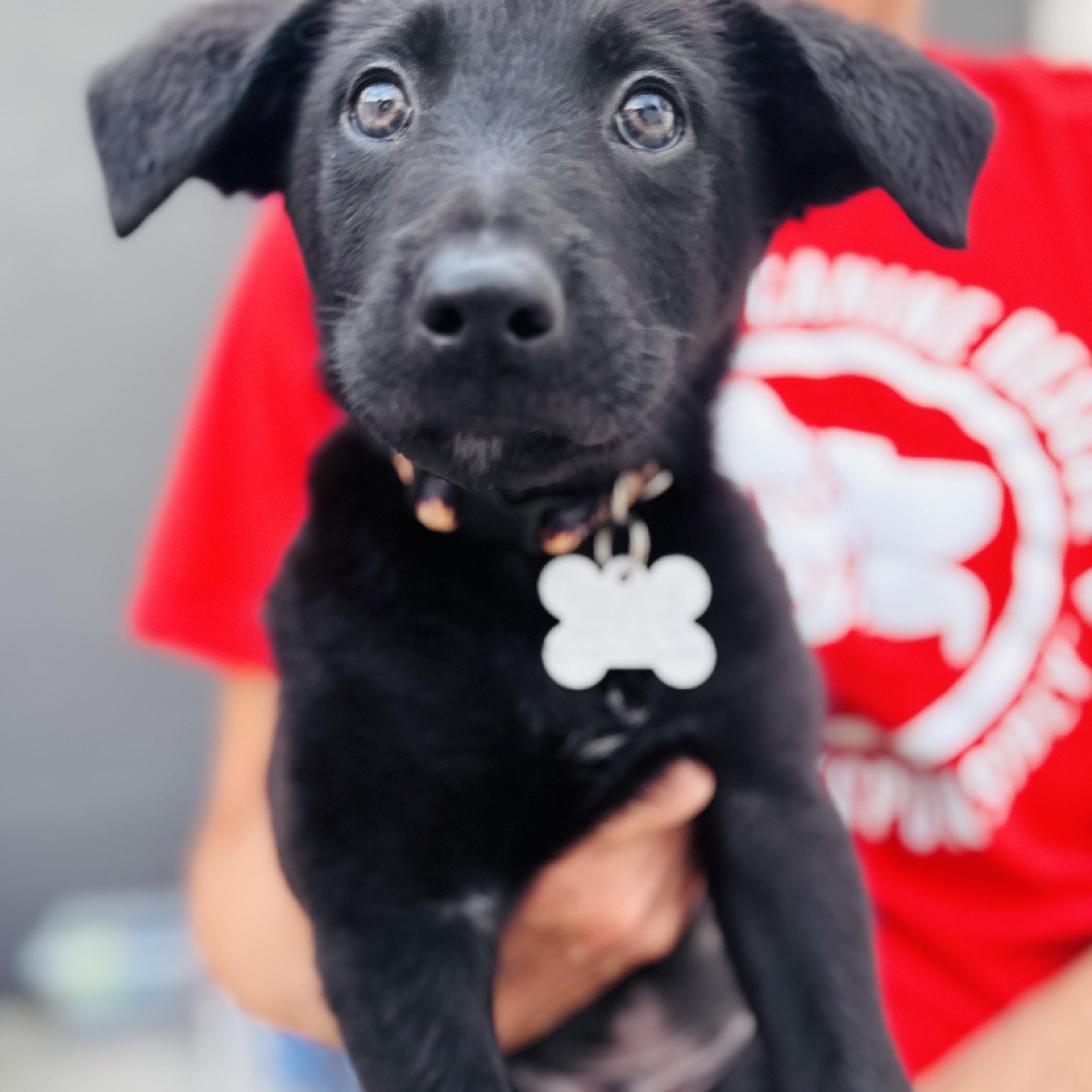 Munchkin, an adoptable mixed breed in Palatine, IL image 2/6