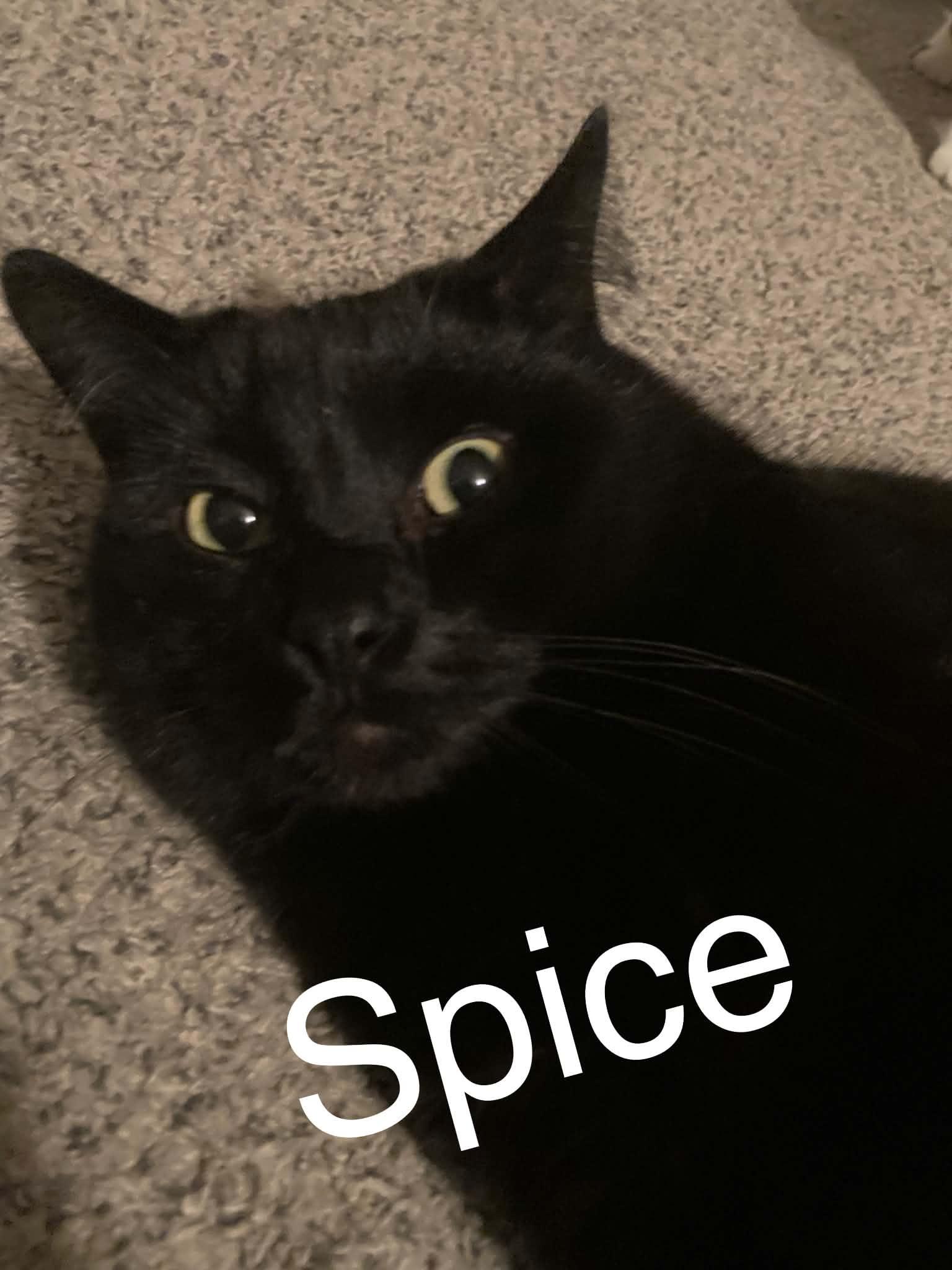 Spice, ADOPTABLE, Adult Male Domestic Short Hair.