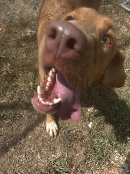 Blanche/blanket, Adoptable, Young Female Bloodhound & Great Pyrenees.
