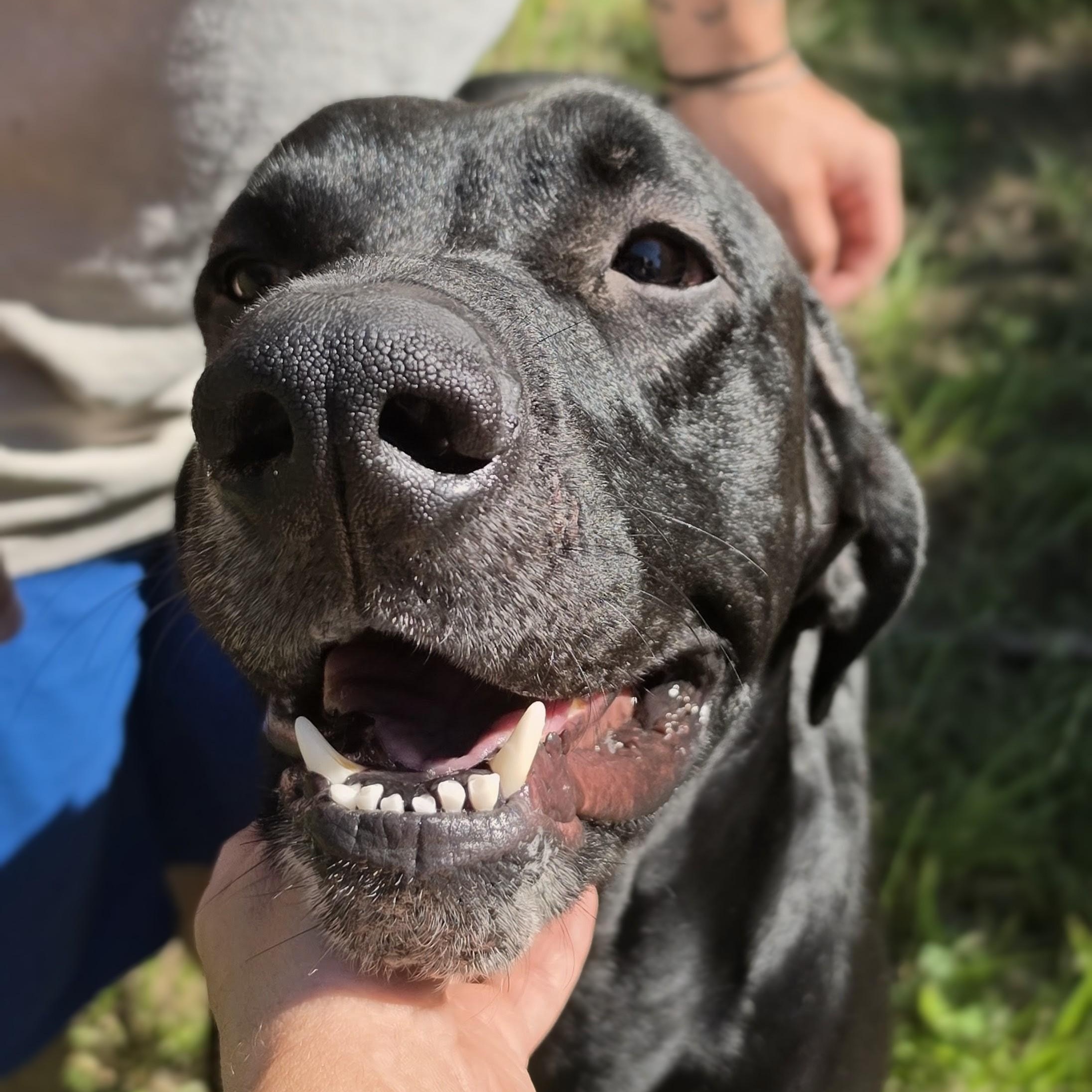 Enlarge Tucker, a Adoptable mixed breed in Pittsburgh, PA image 6/6