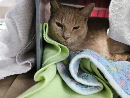 Geranium — thumbnail 2