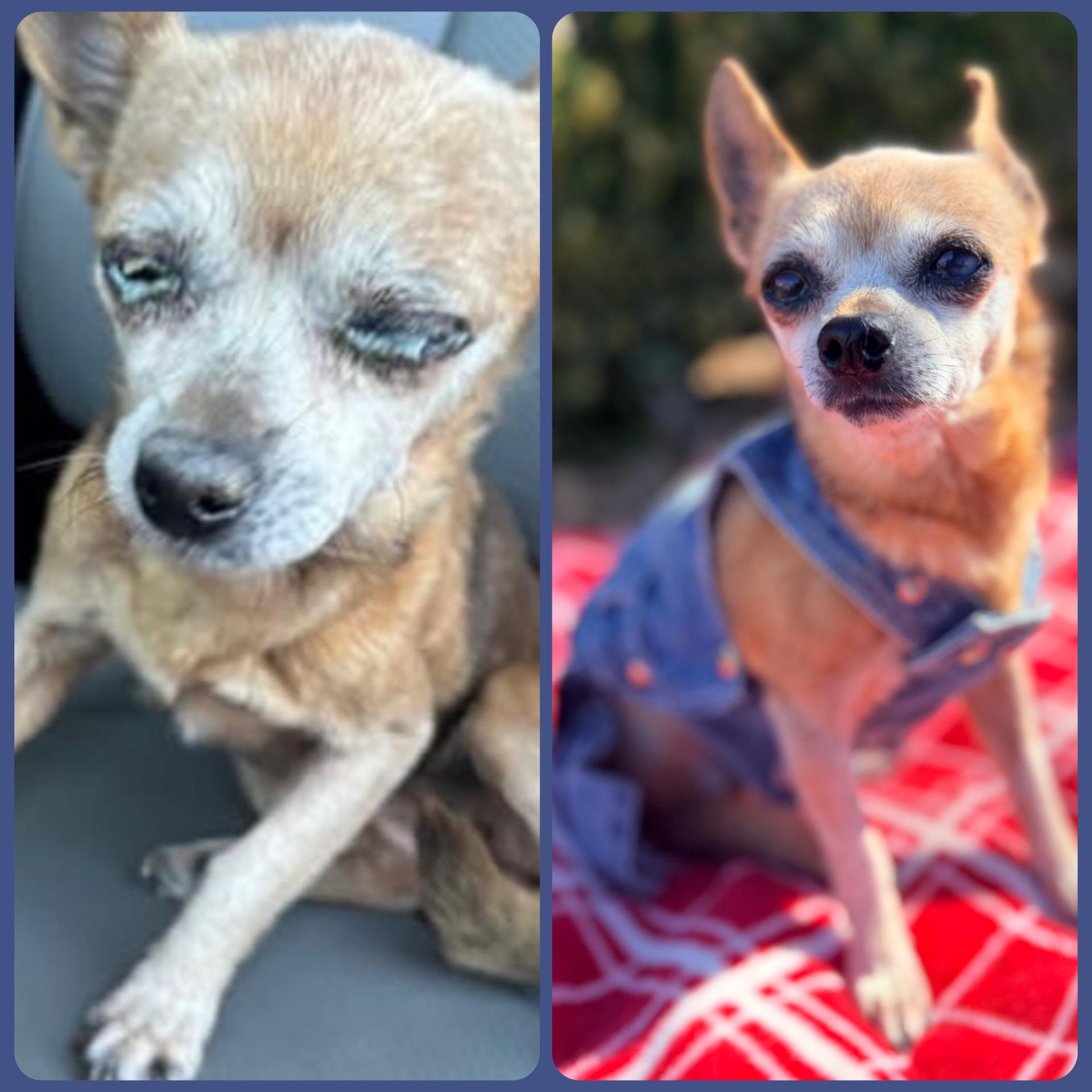 Enlarge Mabel, a Adoptable Chihuahua in Frisco, TX image 6/6