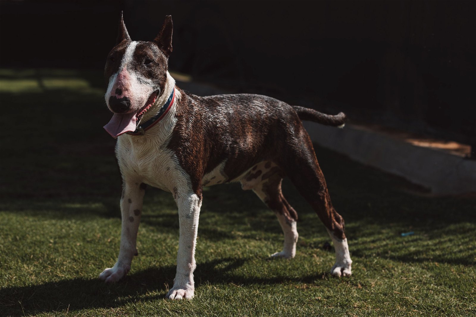 Enlarge BRAD, a Adoptable Bull Terrier in Palm Desert, CA image 1/2