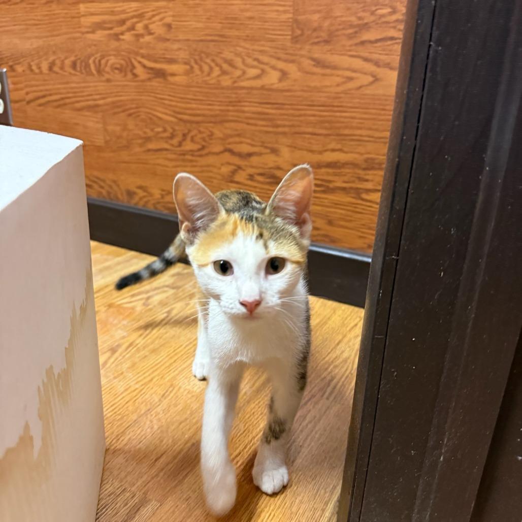 Allie, a Adoptable Domestic Short Hair in Okmulgee, OK image 1/3
