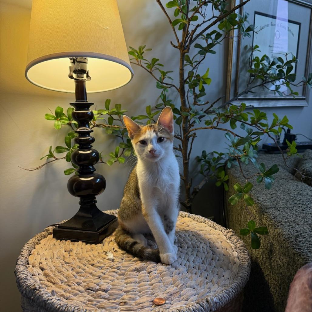 Allie, a Adoptable Domestic Short Hair in Okmulgee, OK image 2/3