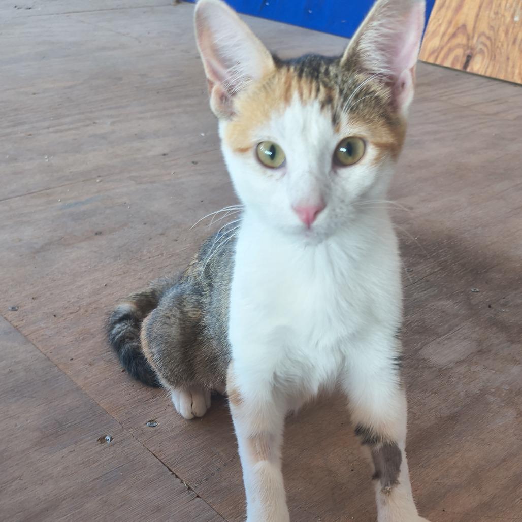 Enlarge Allie, a Adoptable Domestic Short Hair in Okmulgee, OK image 3/4
