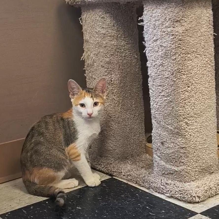 Allie, a Adoptable Domestic Short Hair in Okmulgee, OK image 3/3