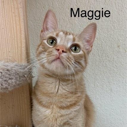 Maggie, a Adoptable Tabby in Rushville, IL image 1/3