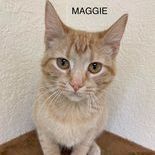 Maggie, a Adoptable Tabby in Rushville, IL image 2/3