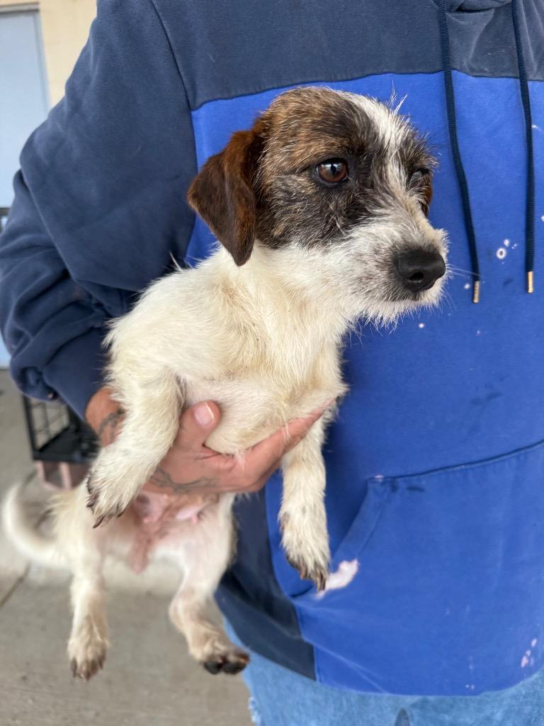 Tinkerbell, Adoptable, Puppy Female Wirehaired Terrier & Mixed Breed.