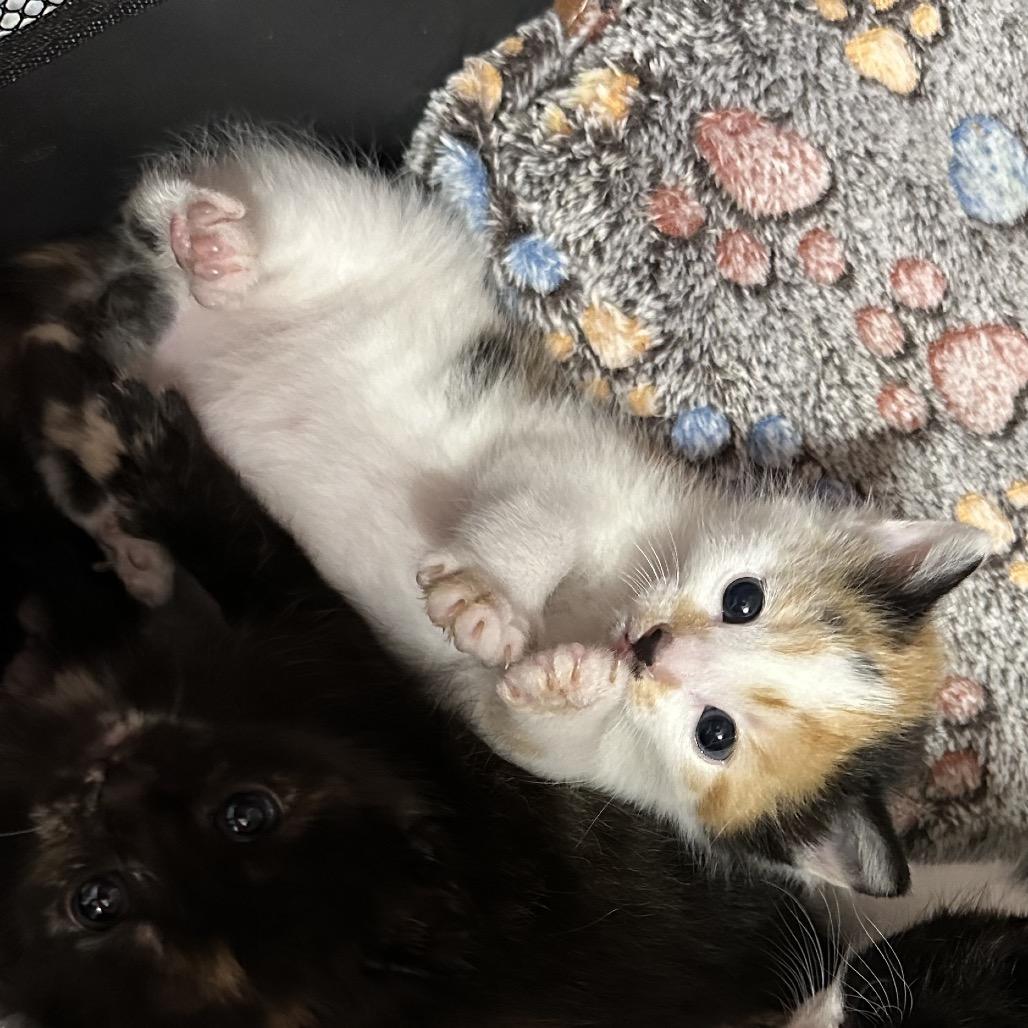 Enlarge Opal, a Adoptable Domestic Short Hair in Oakton, VA image 1/4