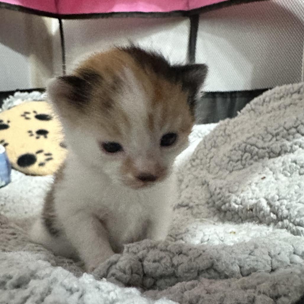 Enlarge Opal, a Adoptable Domestic Short Hair in Oakton, VA image 2/4