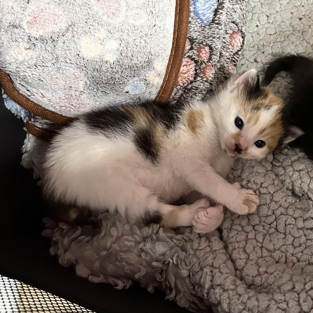 Enlarge Opal, a Adoptable Domestic Short Hair in Oakton, VA image 3/4