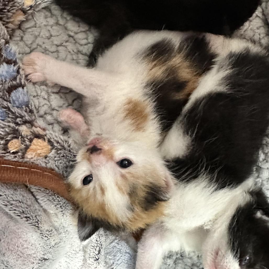 Enlarge Opal, a Adoptable Domestic Short Hair in Oakton, VA image 4/4