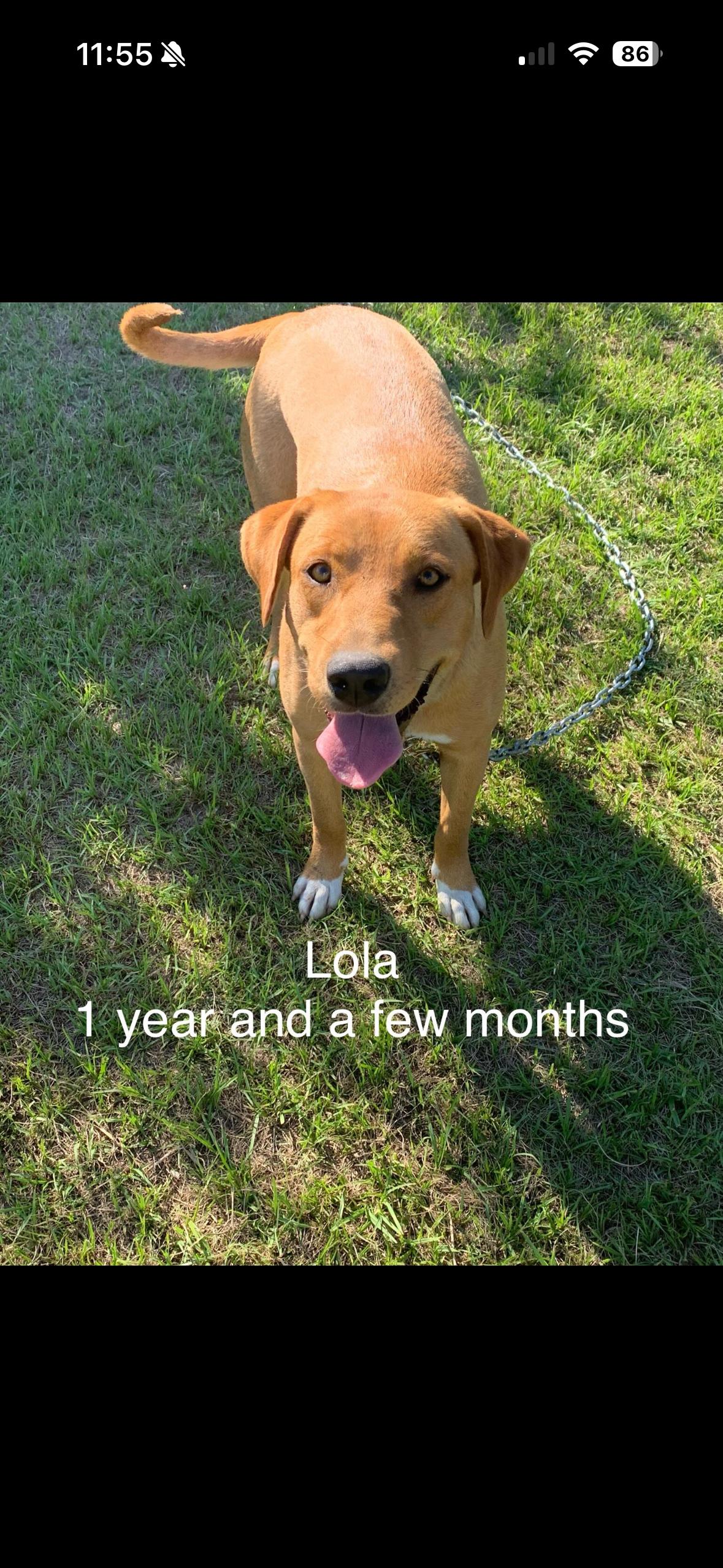 Enlarge Lola, a ADOPTABLE mixed breed in Wando, SC image 4/4