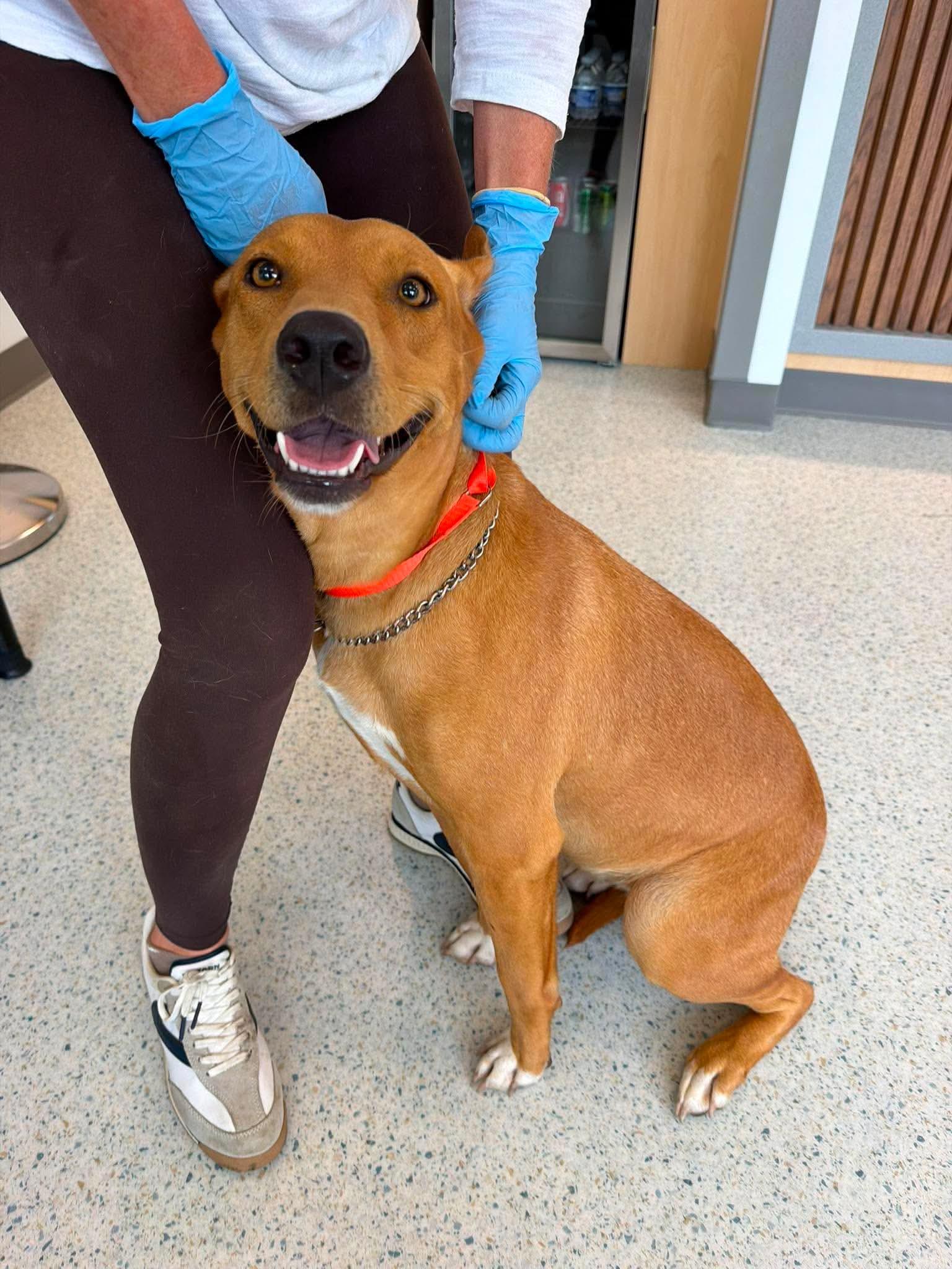Enlarge Lola, a ADOPTABLE mixed breed in Wando, SC image 1/4