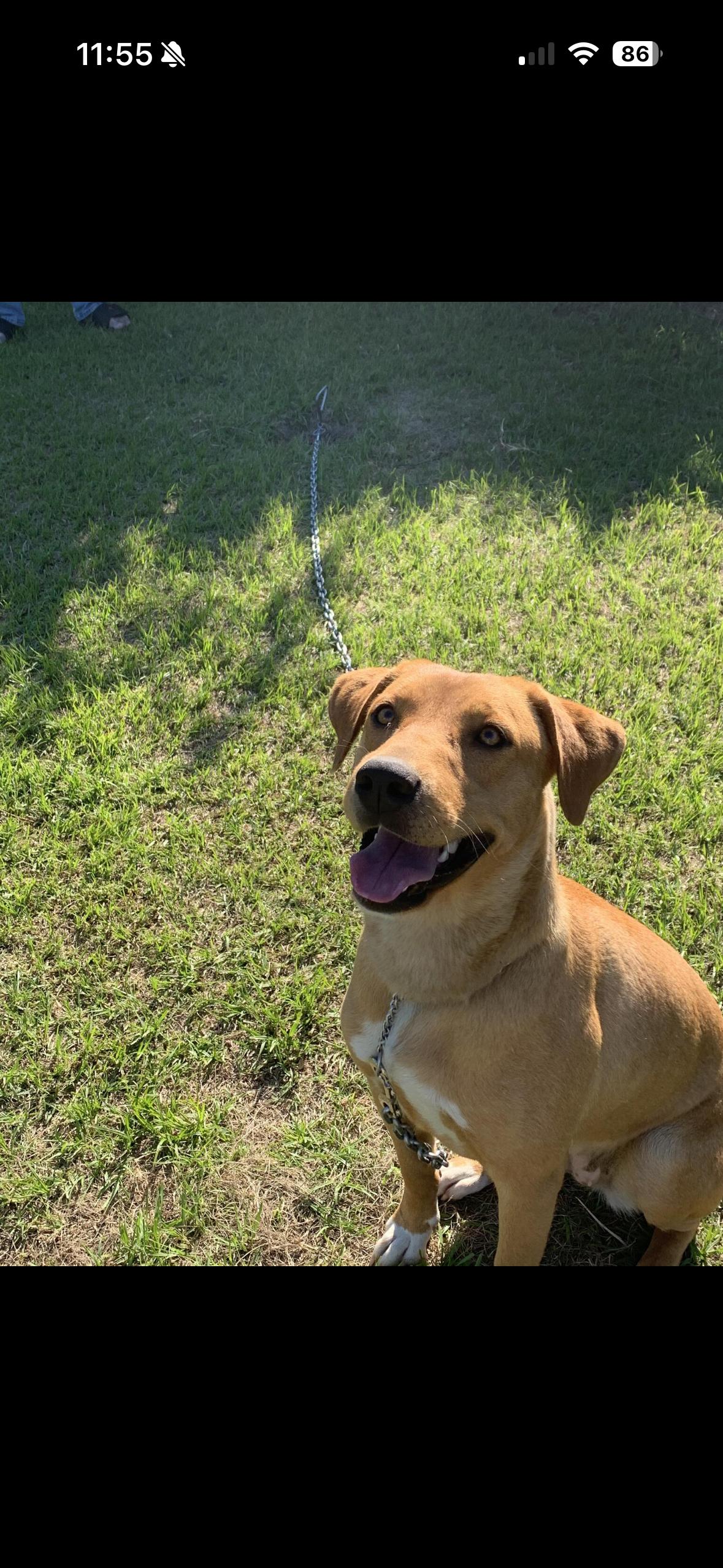 Enlarge Lola, a ADOPTABLE mixed breed in Wando, SC image 3/4