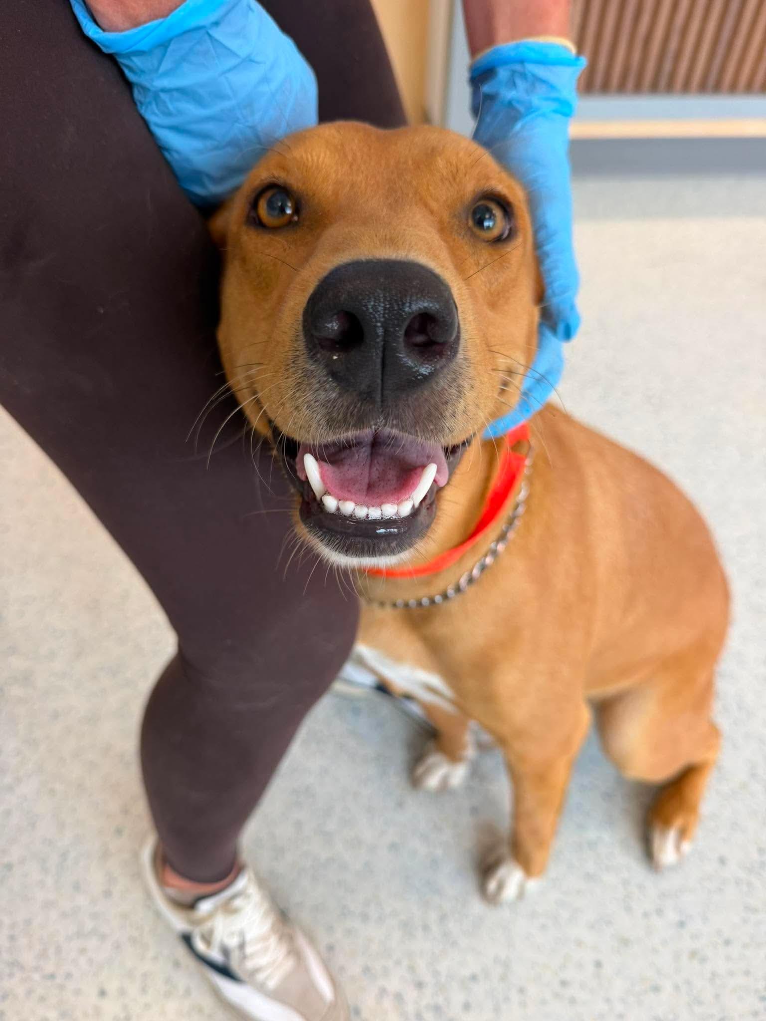 Enlarge Lola, a ADOPTABLE mixed breed in Wando, SC image 2/4