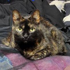 Zz Maya~ Courtesy, Adoptable, Adult Female Tortoiseshell.