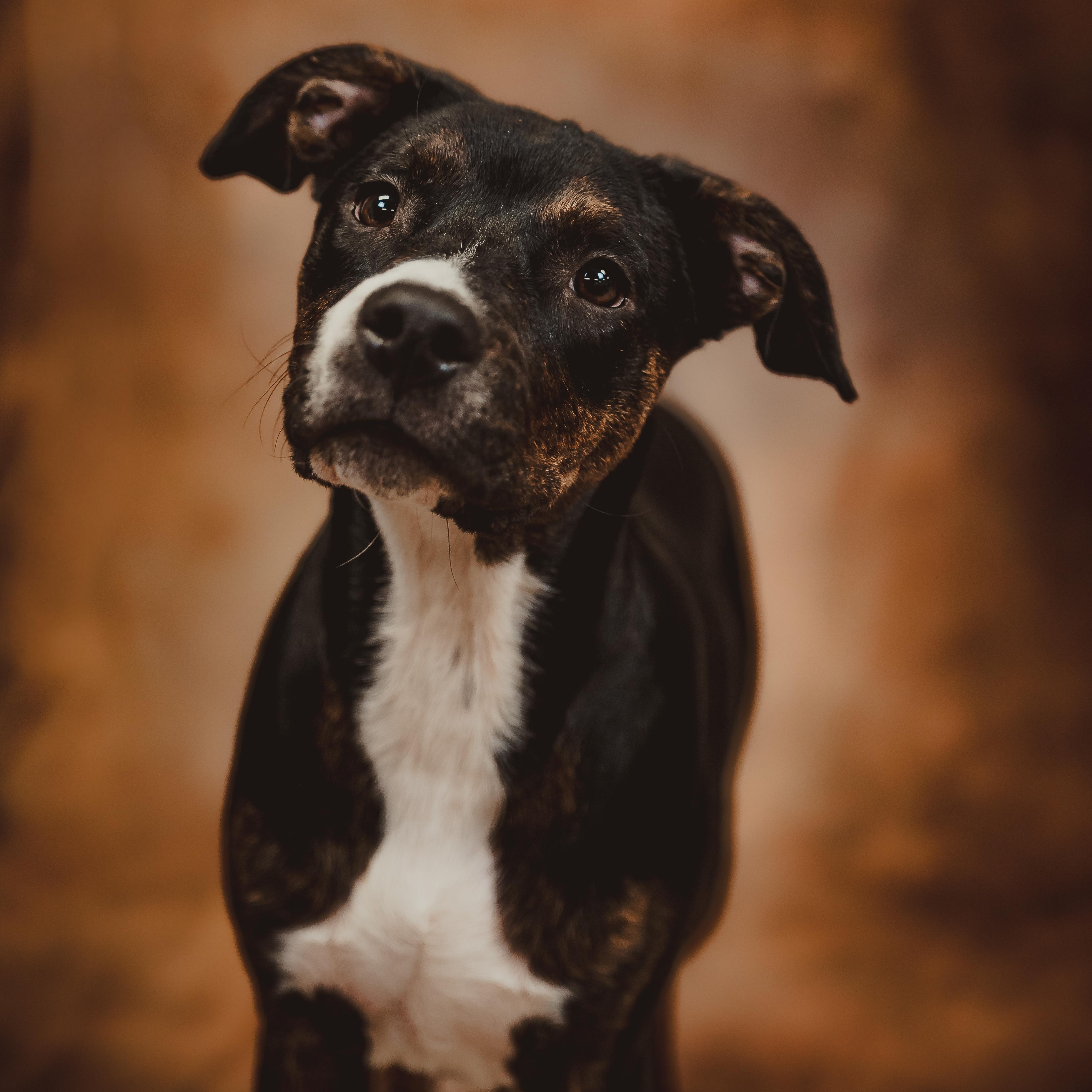 Nutmeg — thumbnail 2