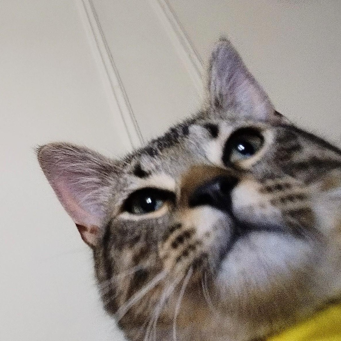 General Mayhem, a ADOPTABLE Tabby in Brooklyn, NY image 6/6