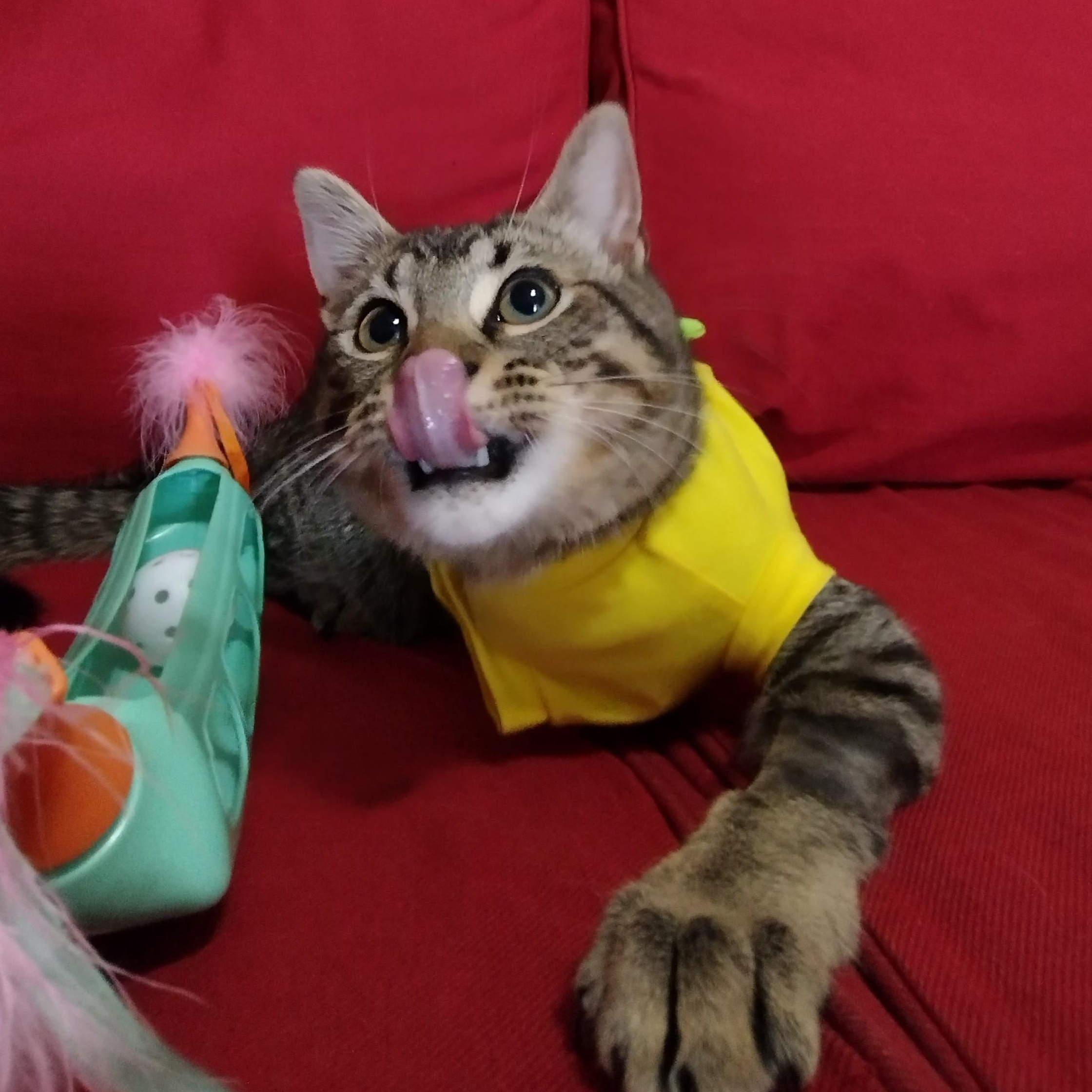 General Mayhem, a ADOPTABLE Tabby in Brooklyn, NY image 3/6