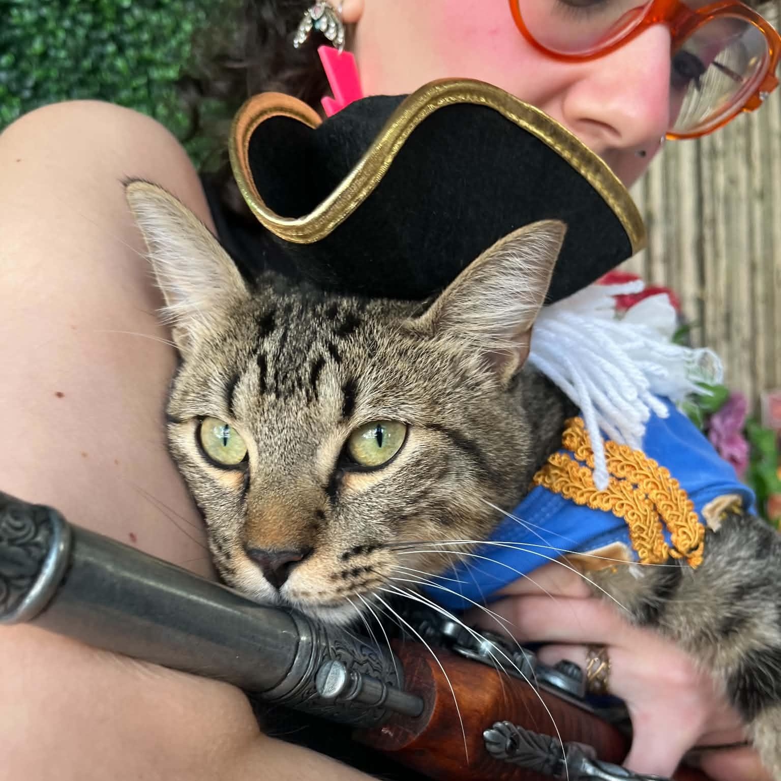 General Mayhem, ADOPTABLE, Kitten Male Tabby.