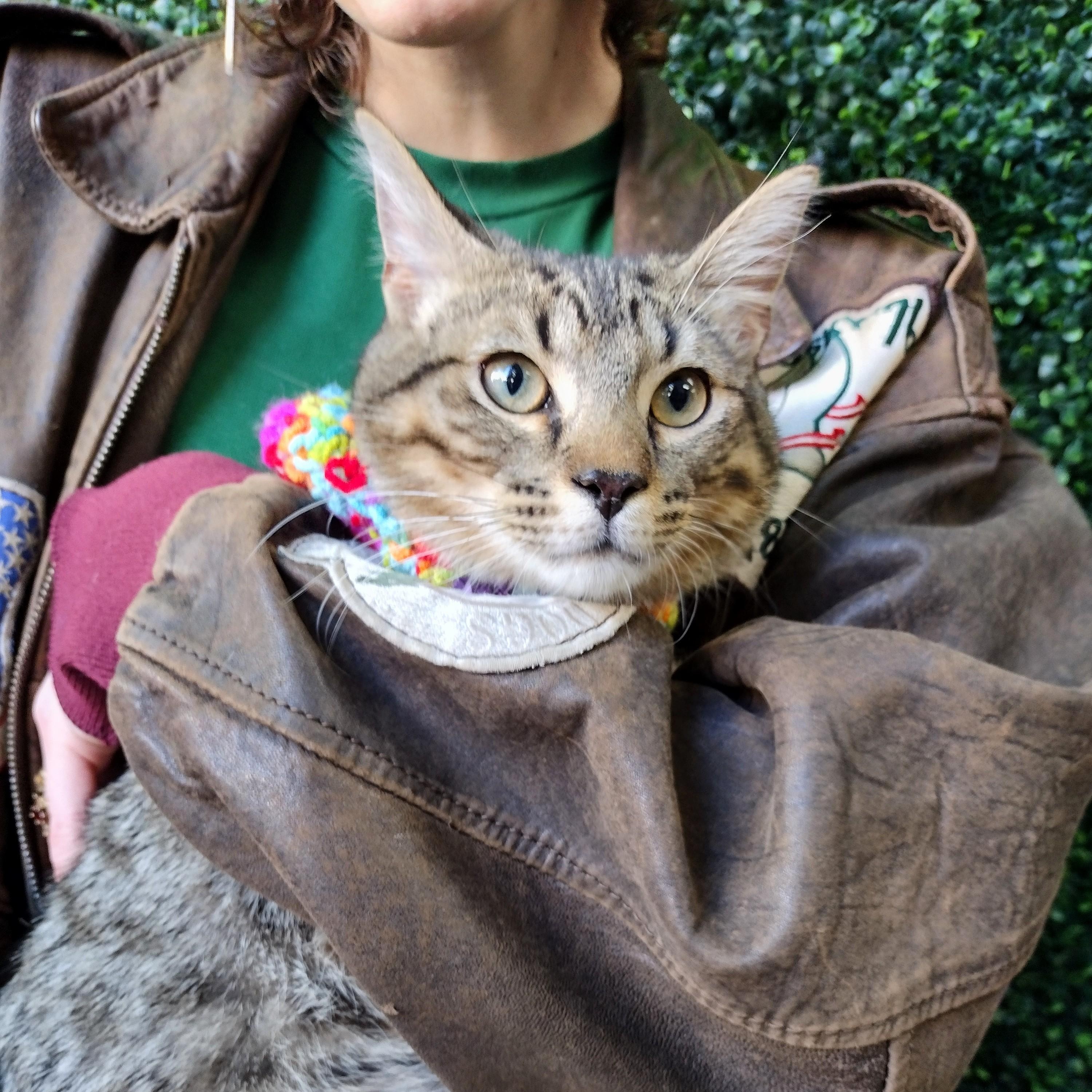 Enlarge General Mayhem, a ADOPTABLE Tabby in Brooklyn, NY image 6/6