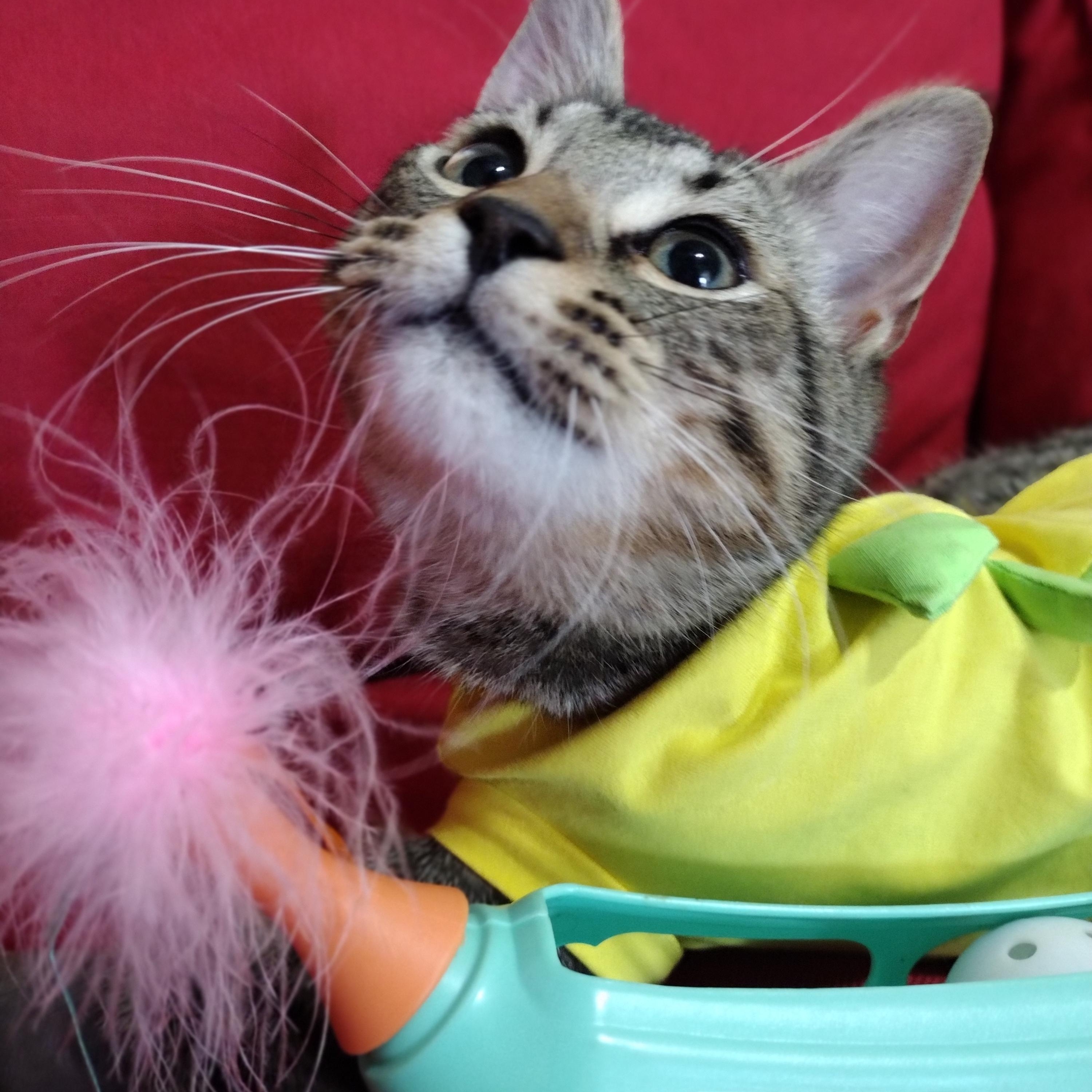 General Mayhem, ADOPTABLE, Kitten Male Tabby.