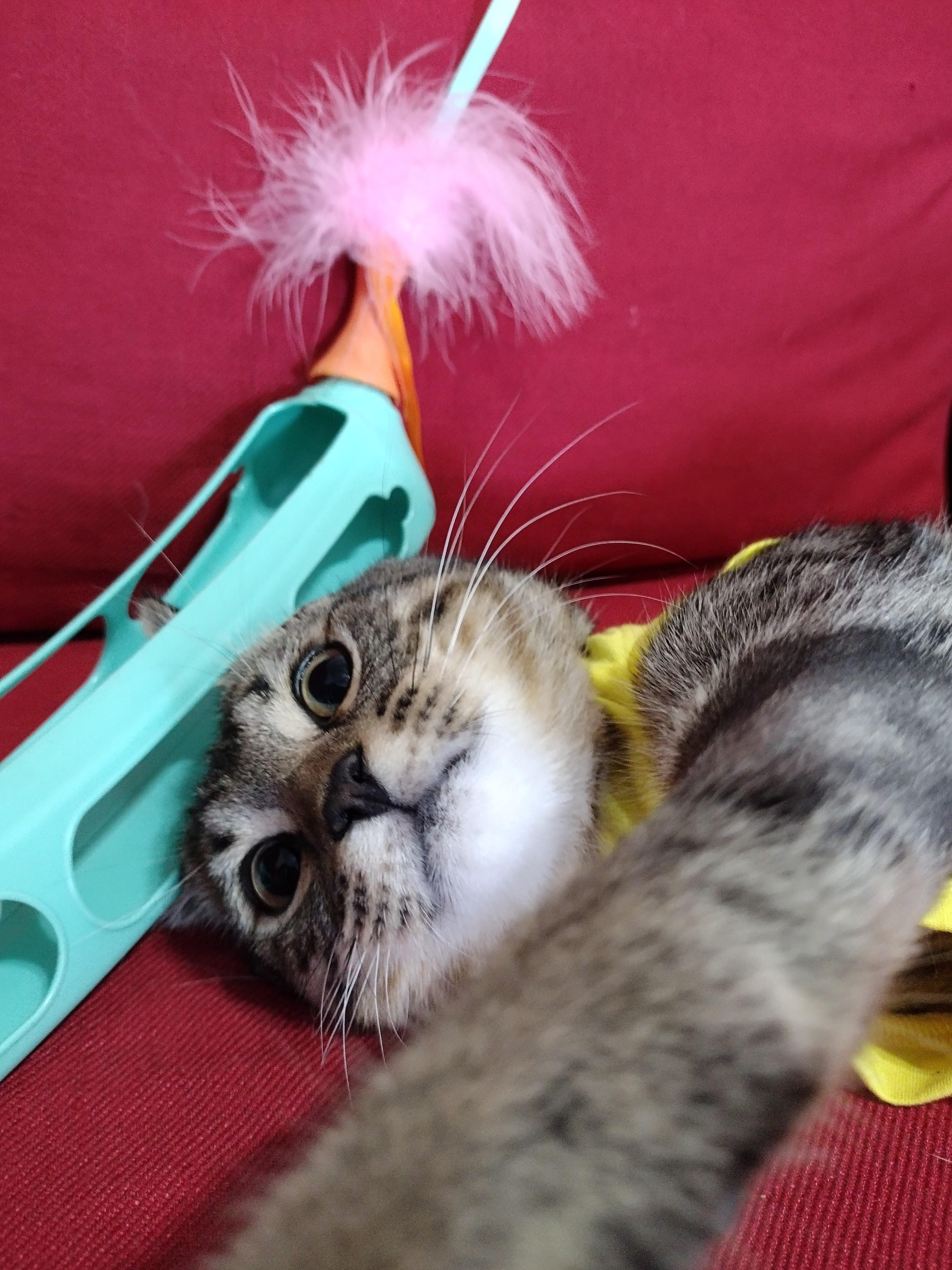 General Mayhem, ADOPTABLE, Kitten Male Tabby.