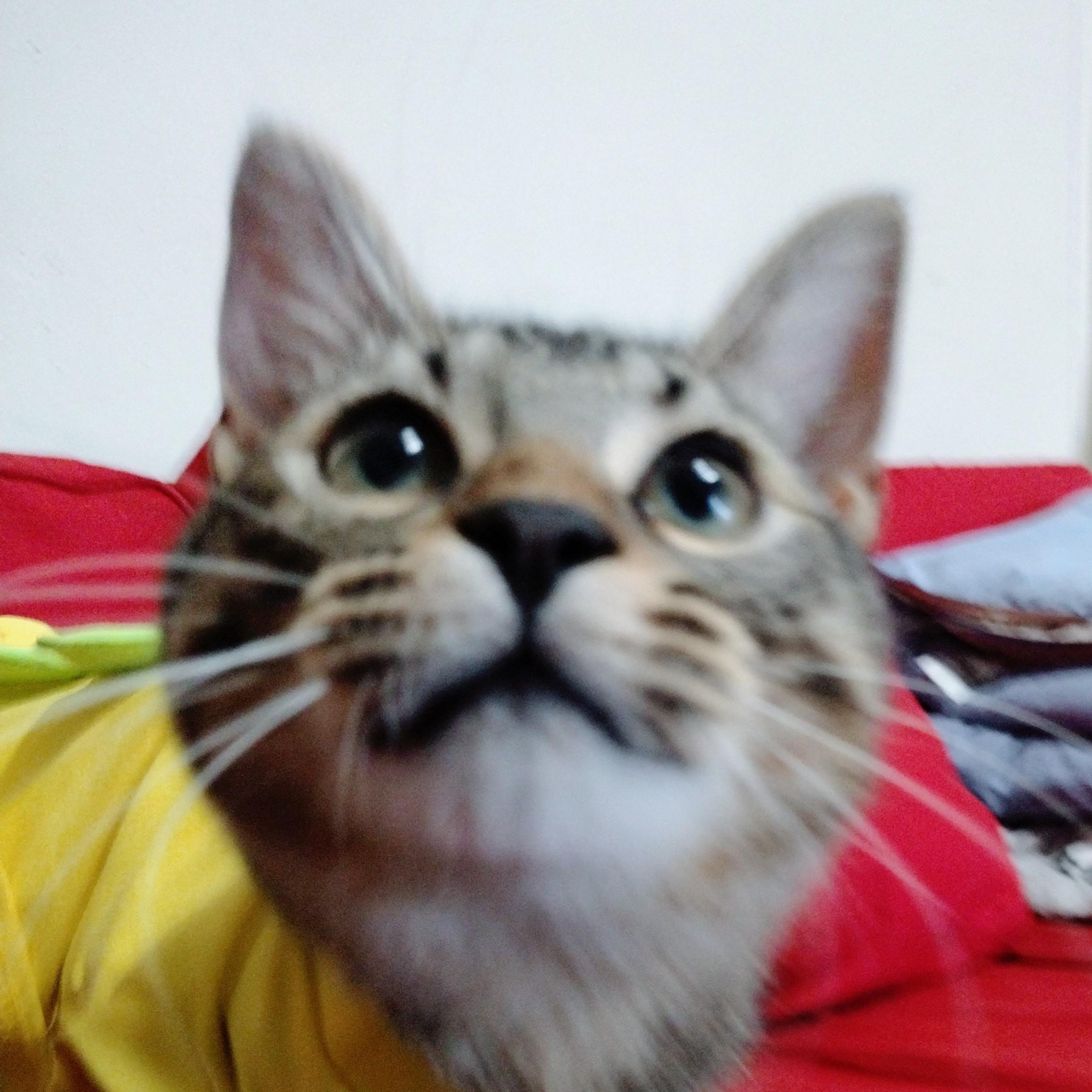 General Mayhem, a ADOPTABLE Tabby in Brooklyn, NY image 5/6