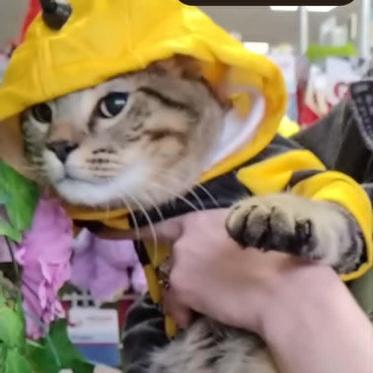 General Mayhem, a ADOPTABLE Tabby in Brooklyn, NY image 2/6